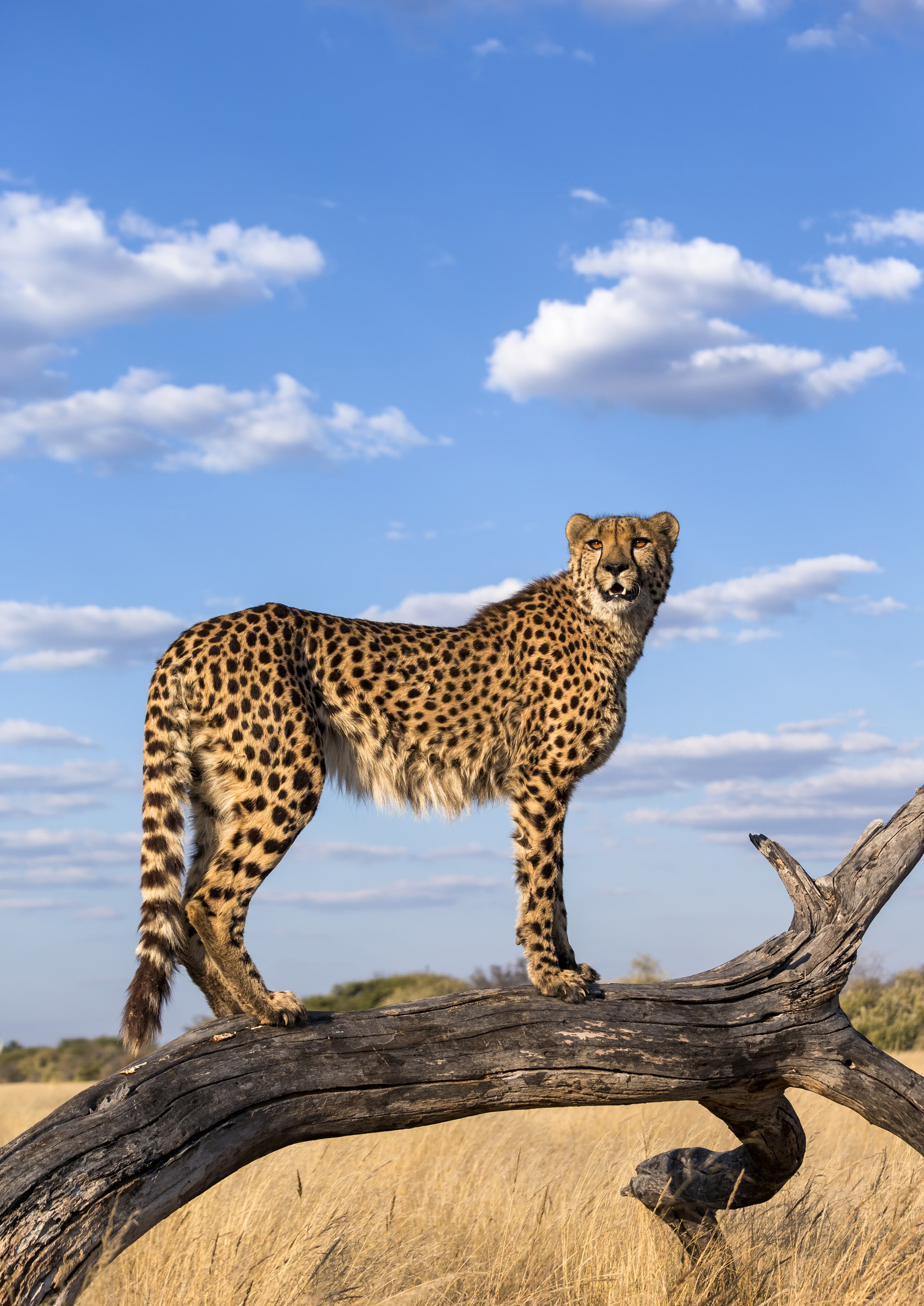 Identifying Keystone Protected Areas in Africa