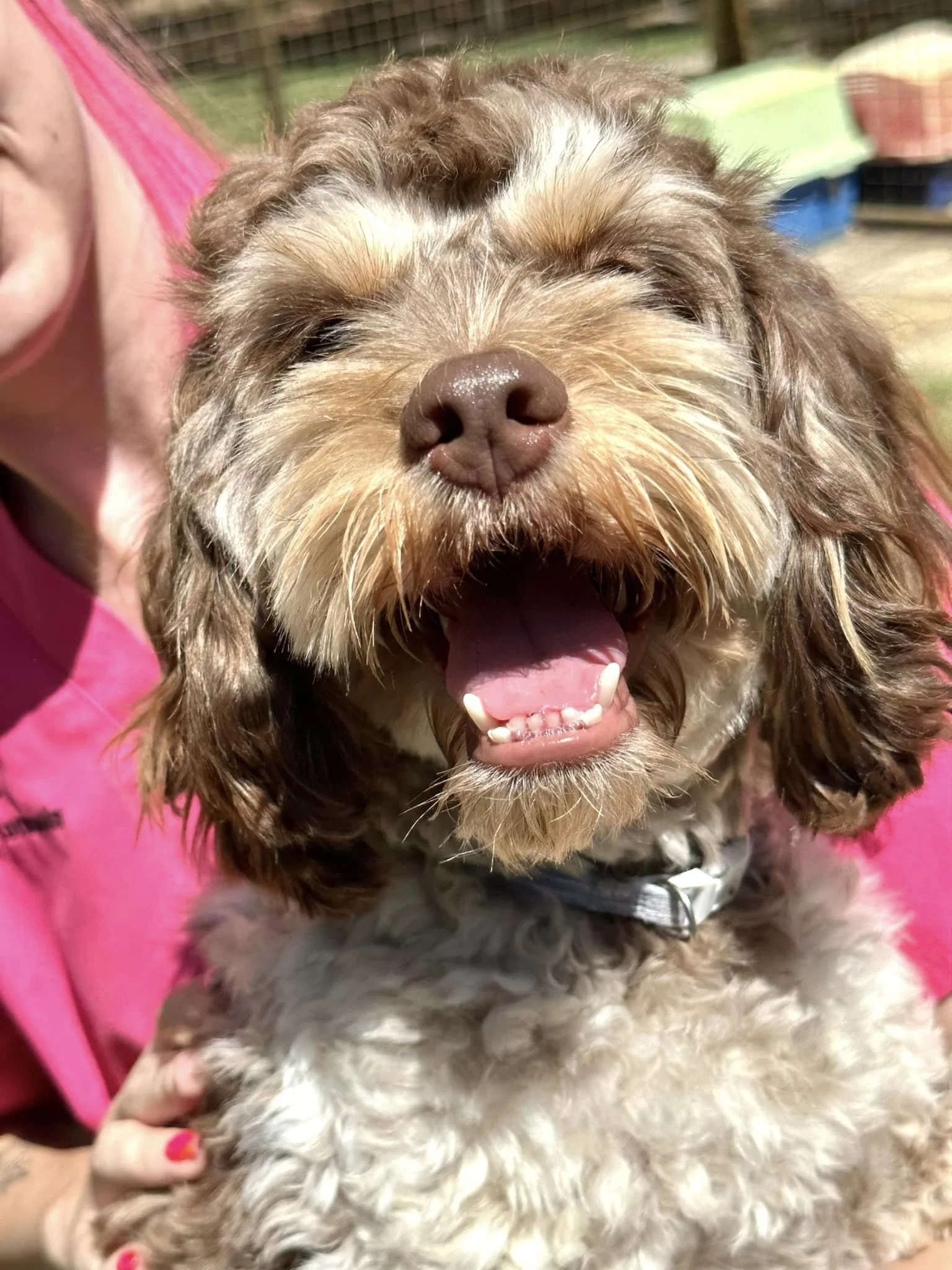 Price list — Ashridge Cattery & Kennels