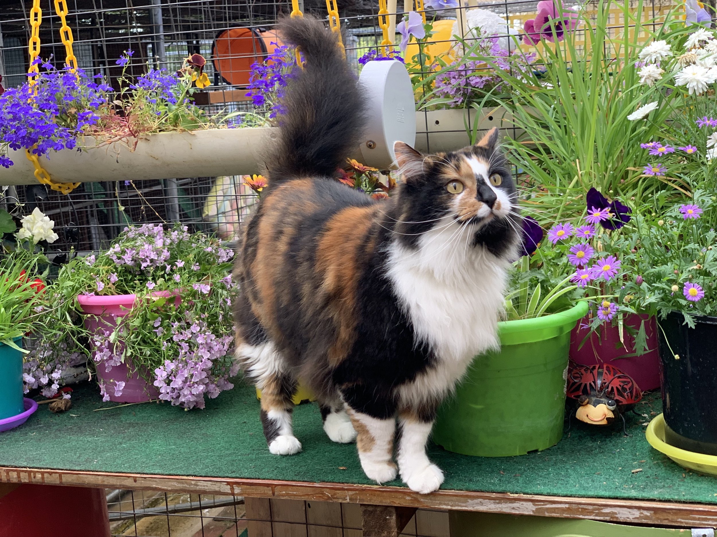 Cattery — Ashridge Cattery & Kennels