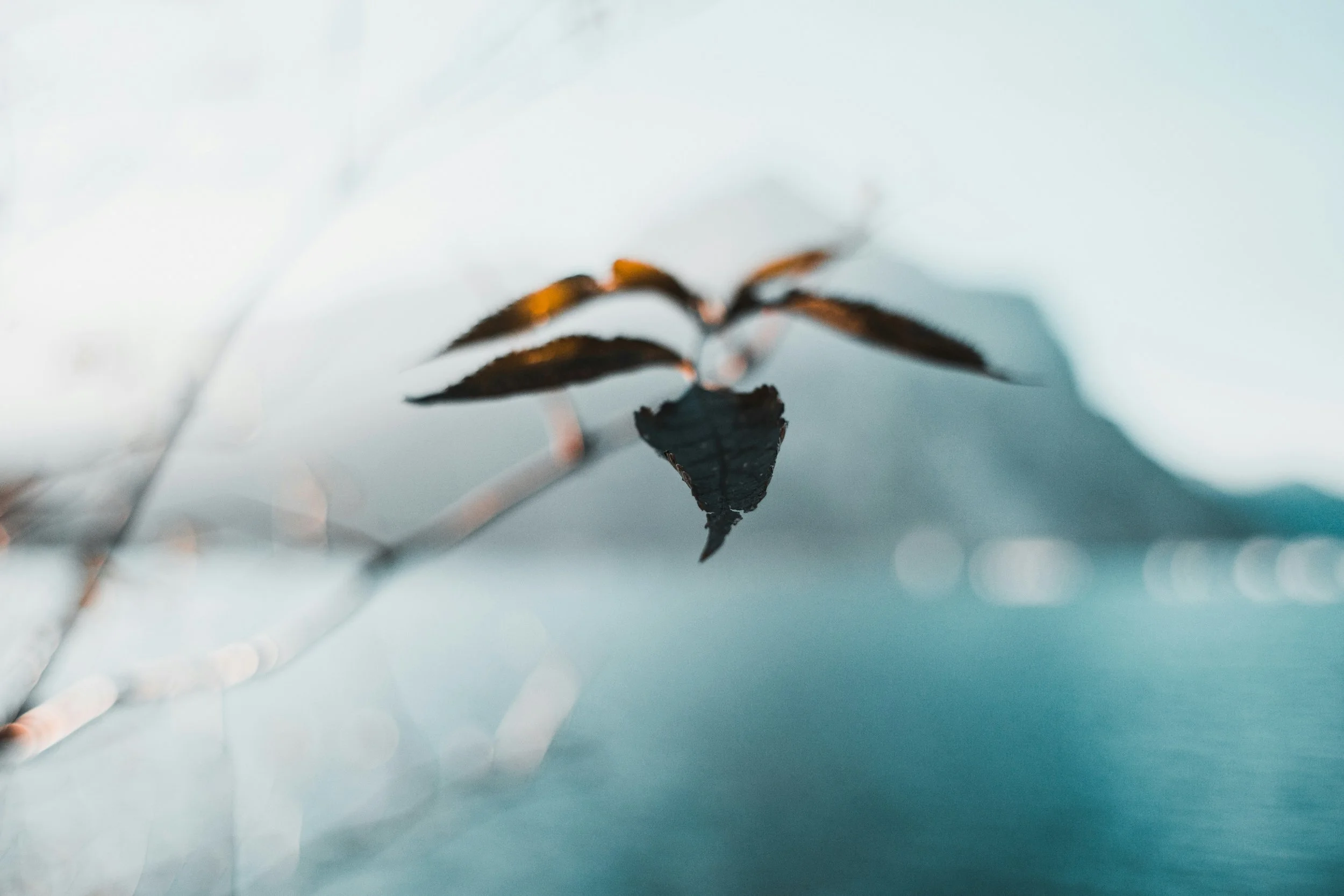 Close-up of a dried leaf with a blurred background.