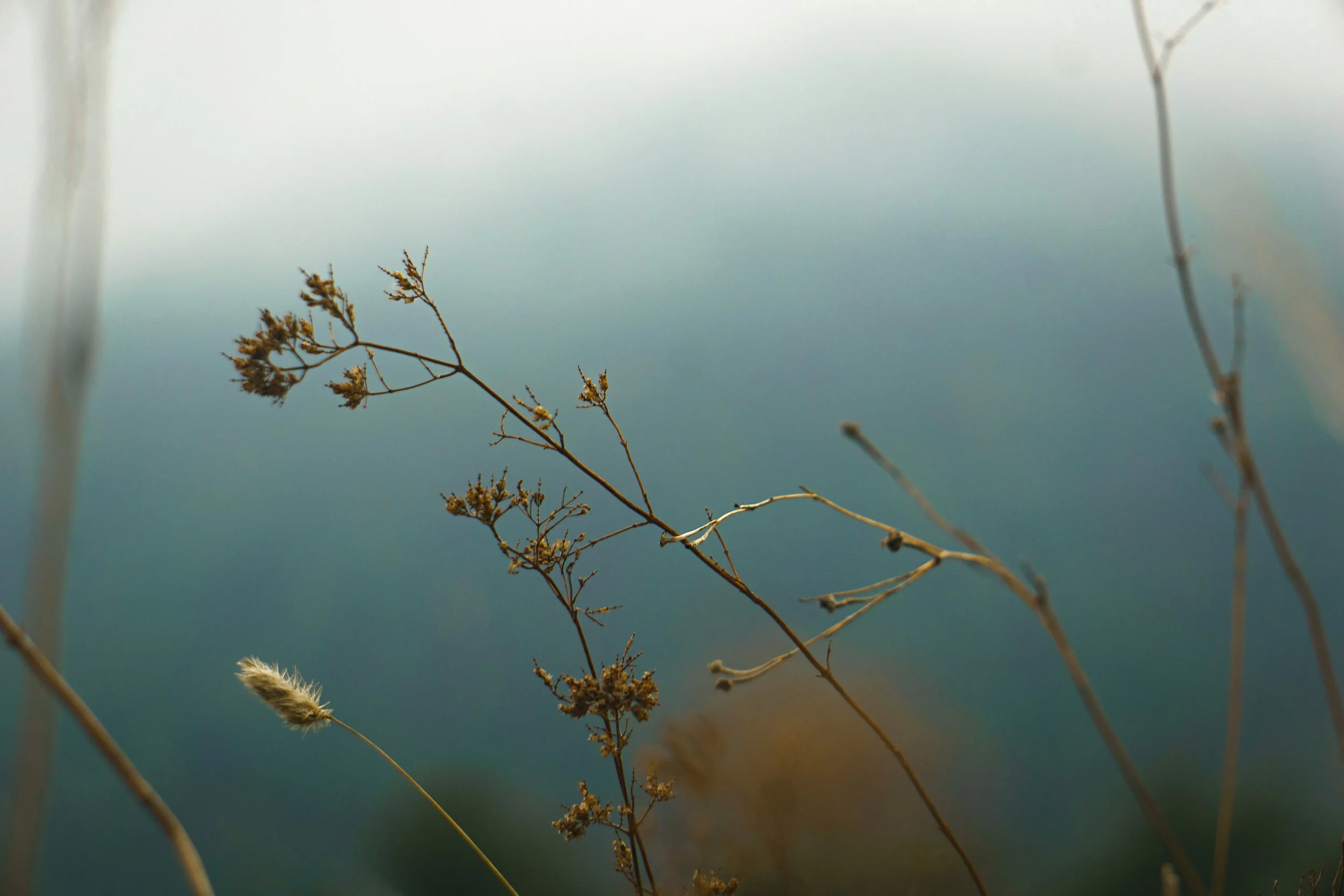 Close-up of dried grass and small plants against a blurred, cool-toned background.