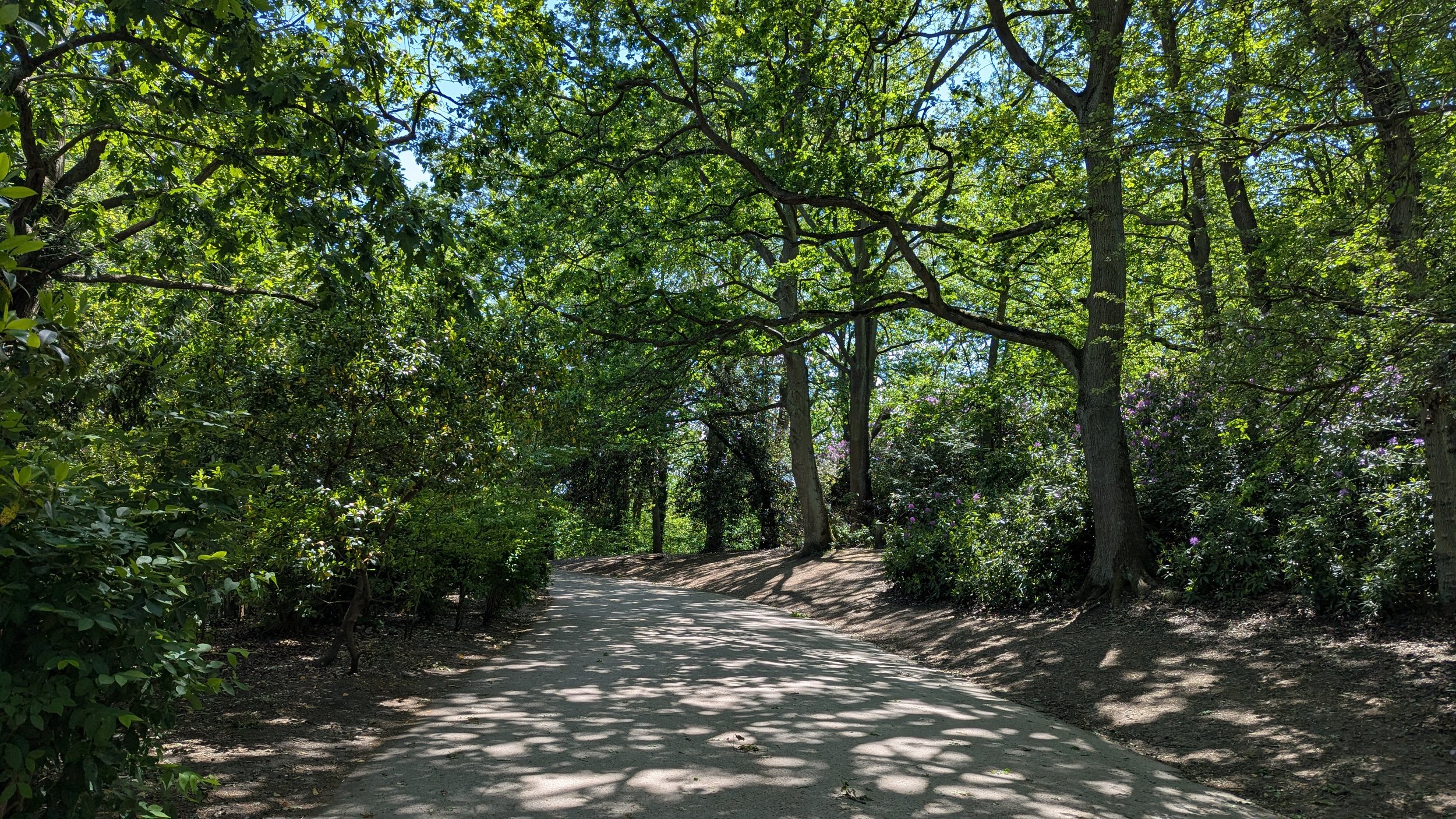 A dirt path winding through a dense, green forest with tall trees and sunlight filtering through the leaves.