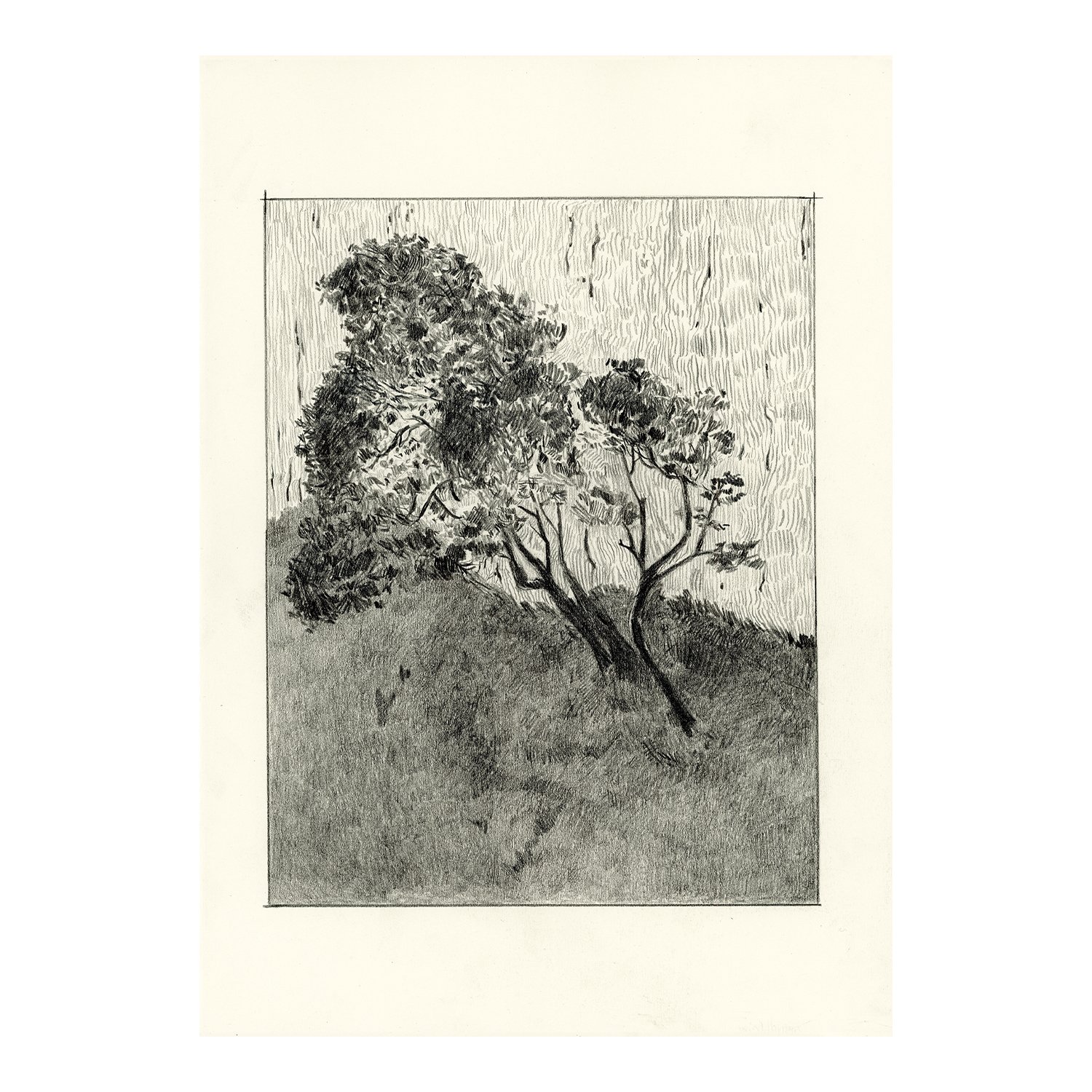 A solitude Tree, graphite on paper, 20.5 x 29 cm, 2024