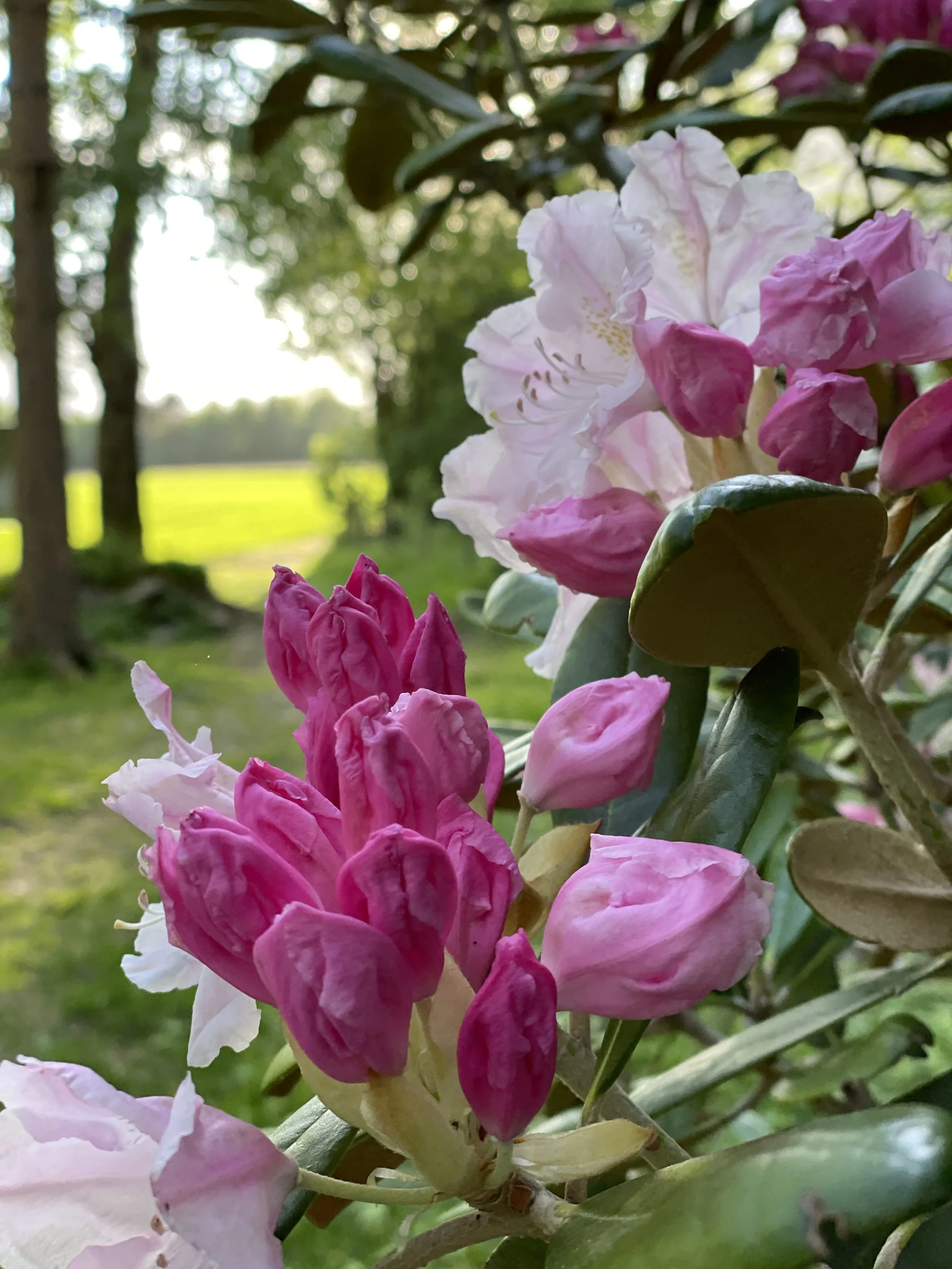 Phillipshagen (10).jpg