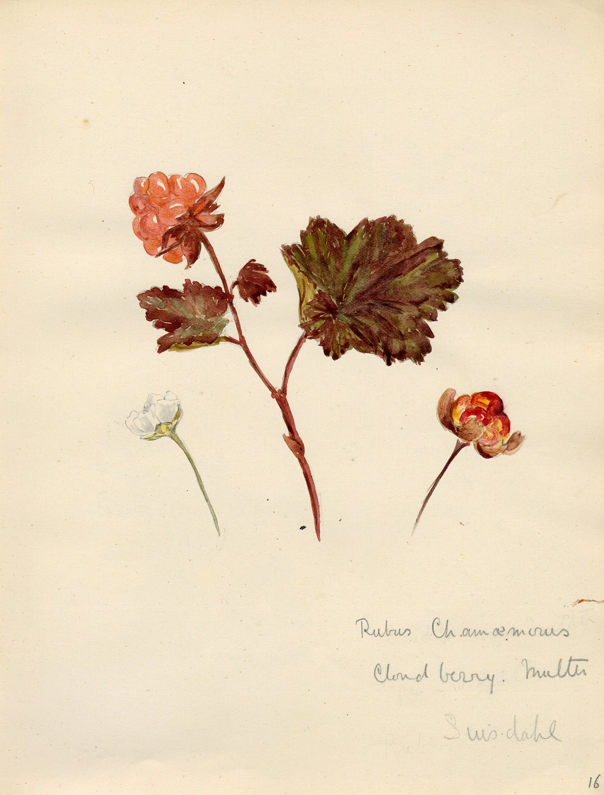 Akvarell Crookshank_Nyheim.jpg