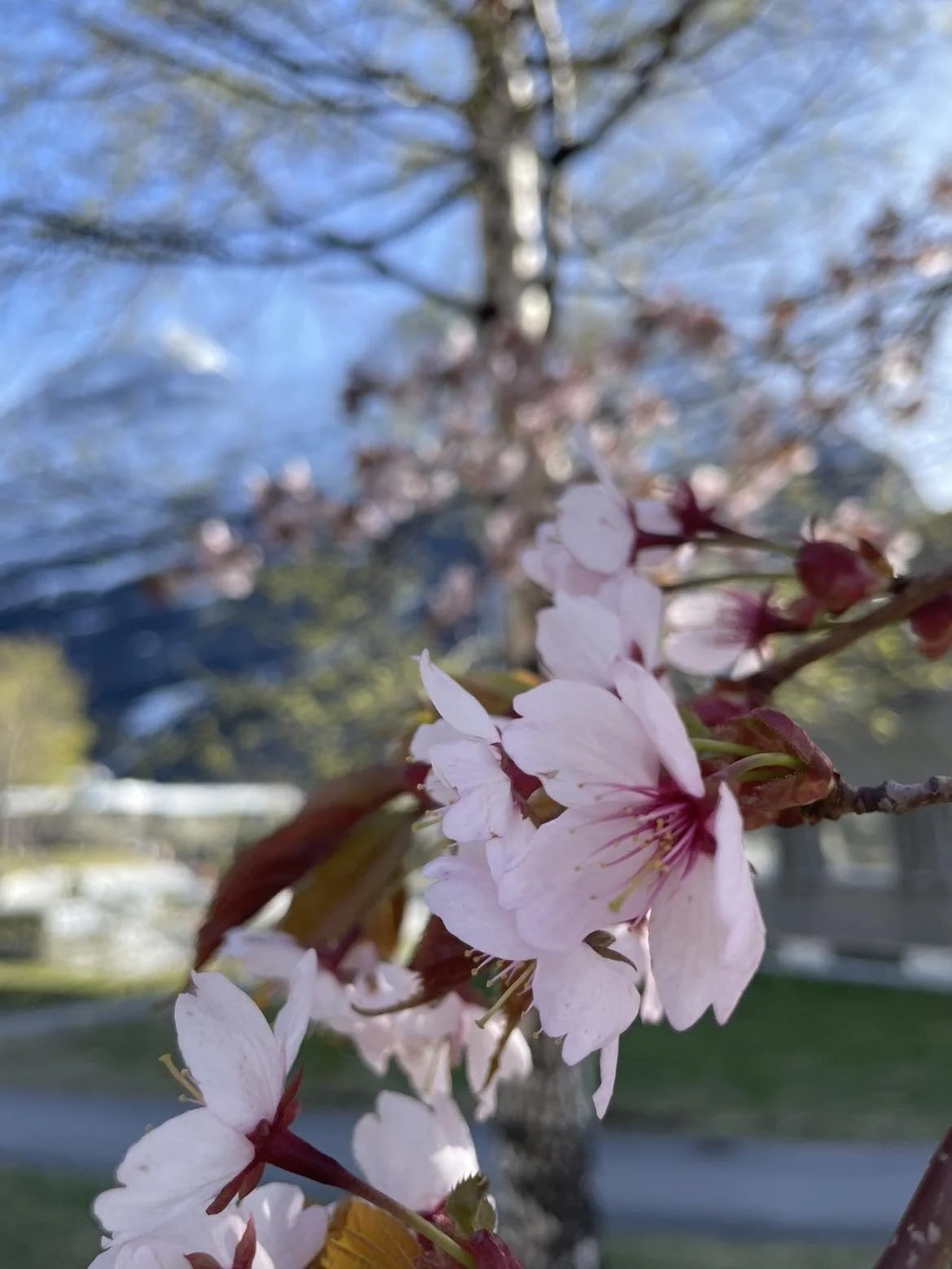 Blomstring rådhusparken.jpg