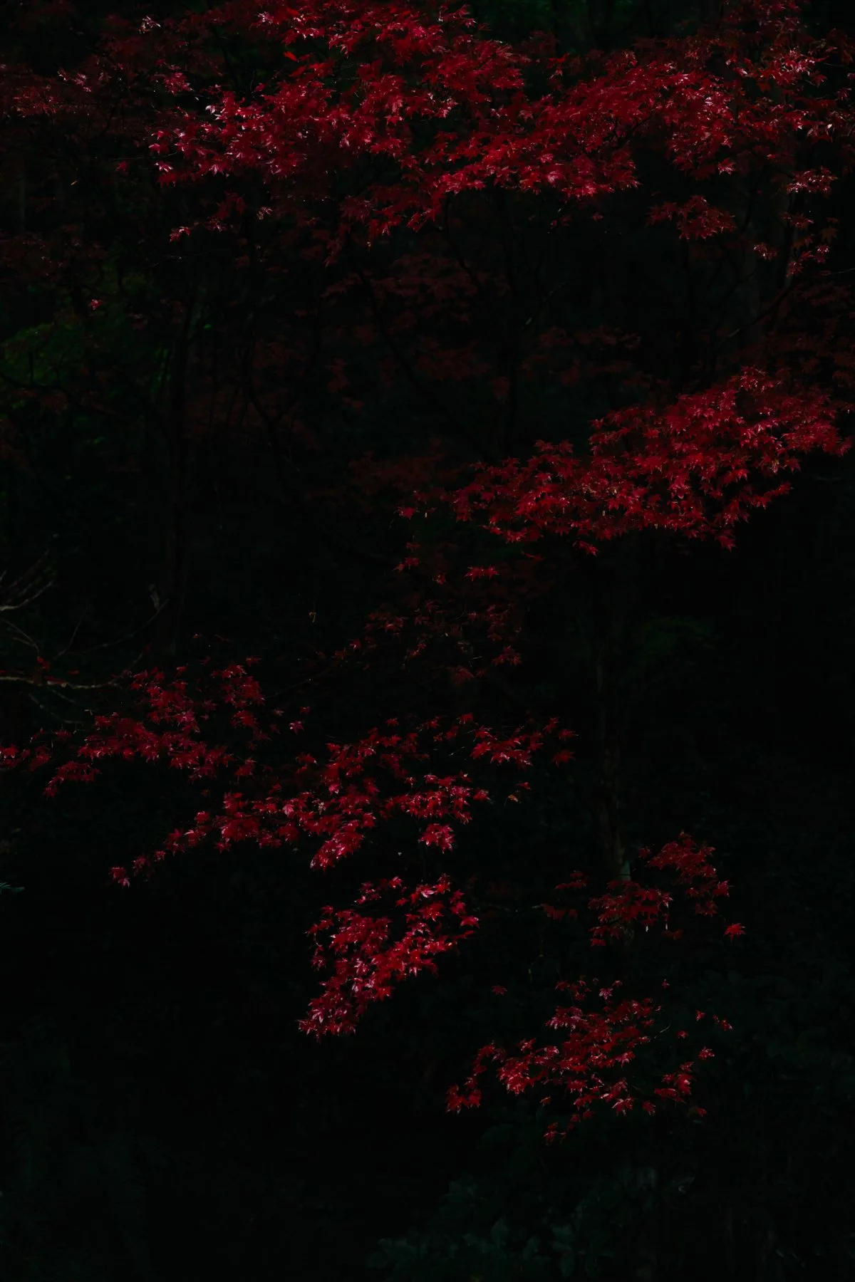 Mura no Kokoro - Maan Limburg 7.jpg