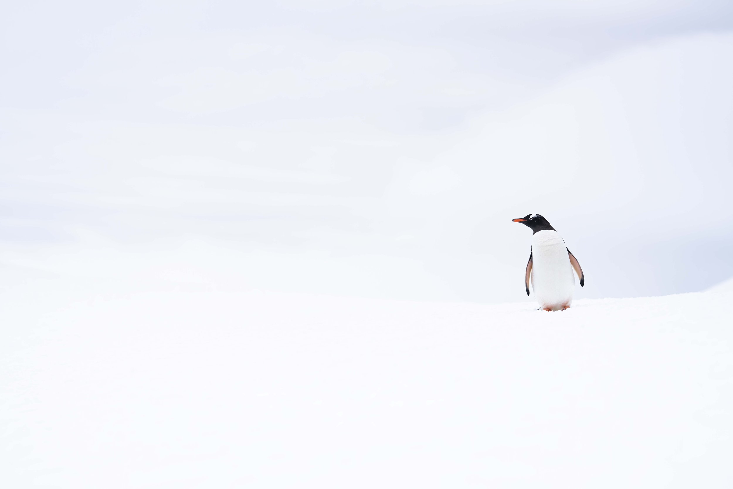 _DSC9084.jpg