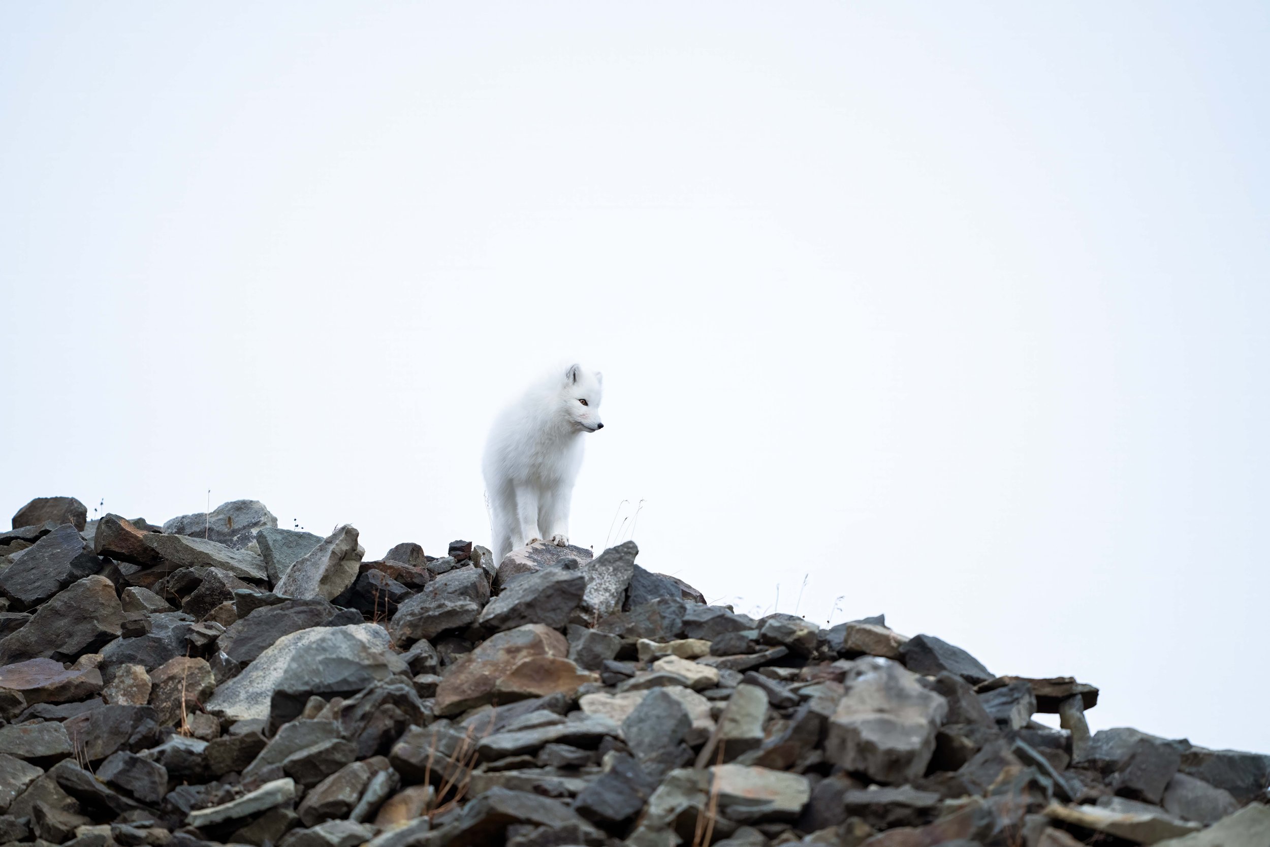 _DSC6604.jpg