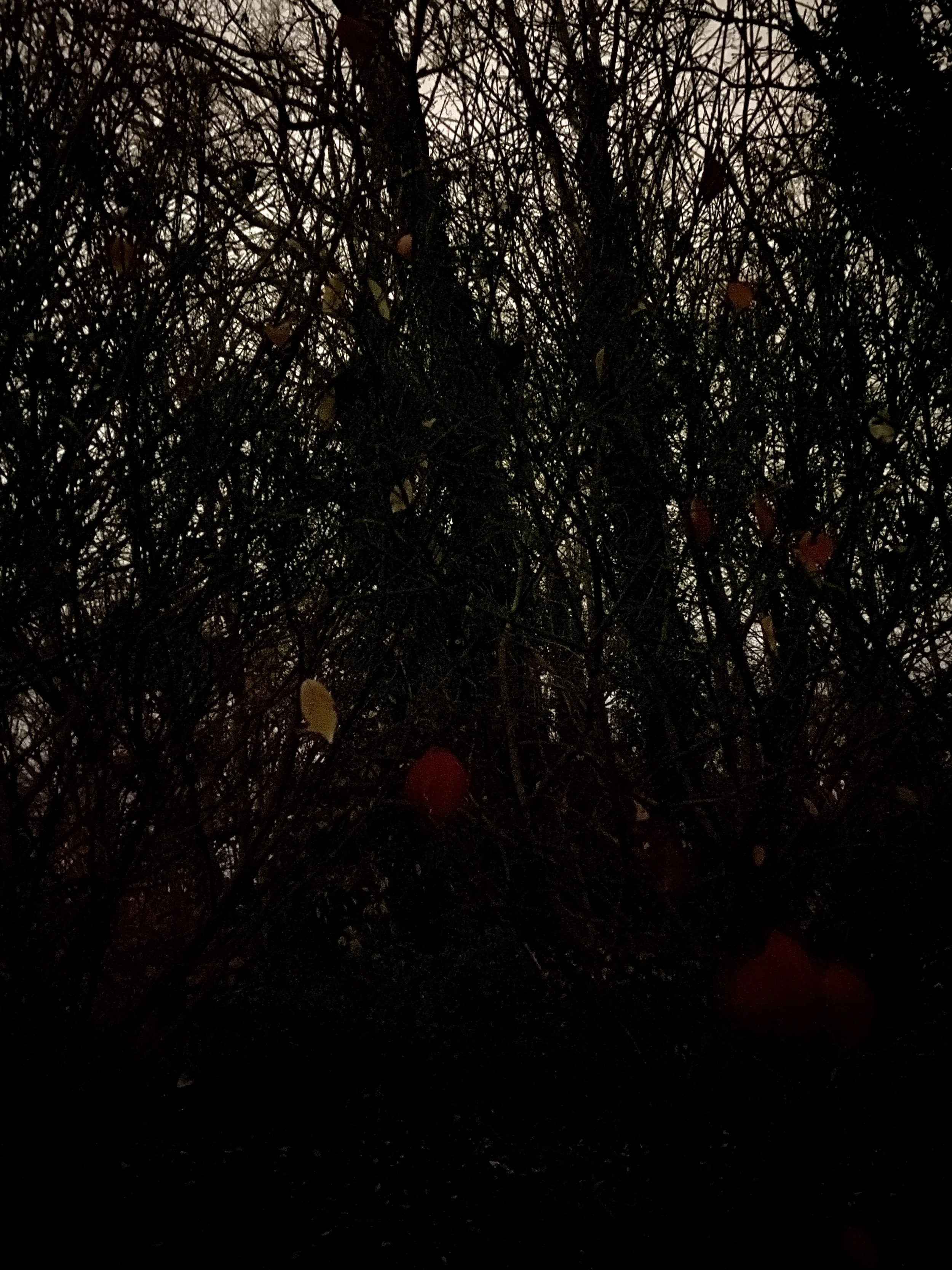 1918392F-51D1-4351-B517-F5B77E308B76_1_201_a.jpeg