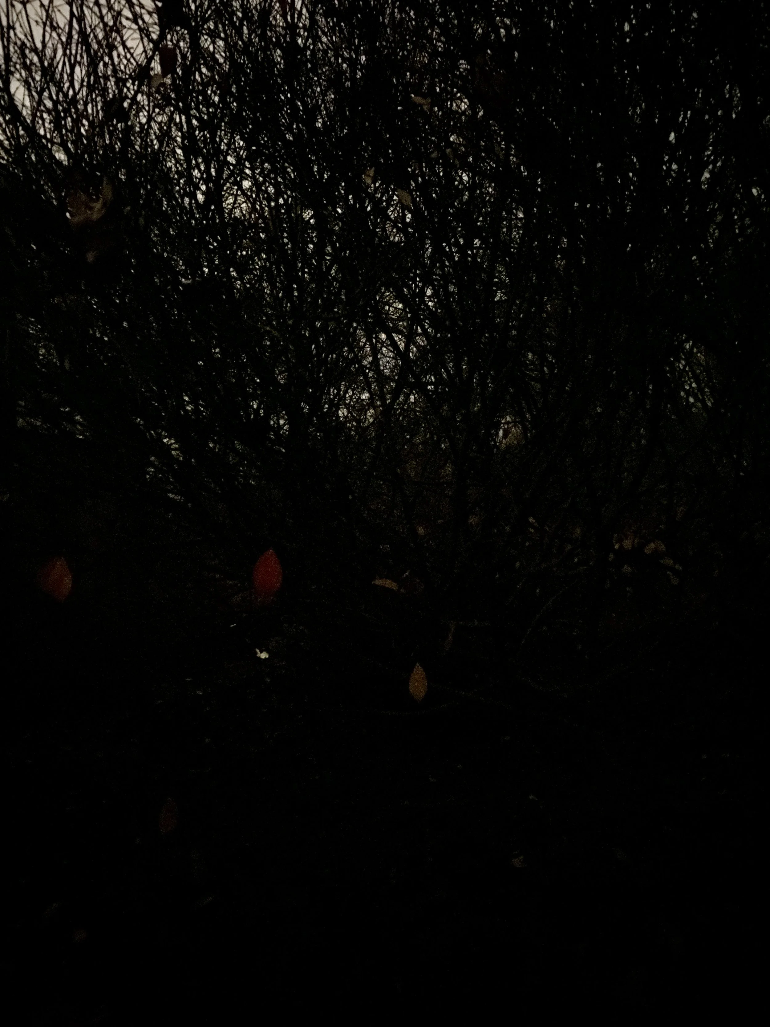 ED5CC451-53D1-40F9-9C8B-CC2790D3F0E1_1_201_a.jpeg