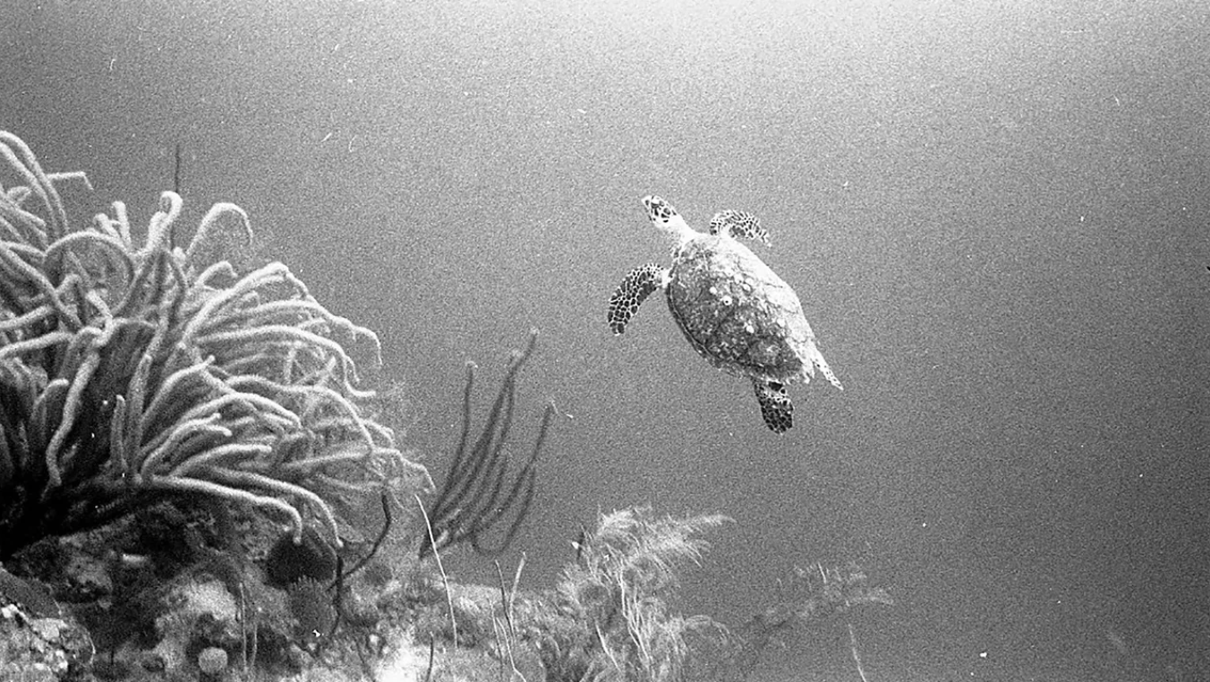 The 1960s photos that reveal Jamaica's lost underwater paradise