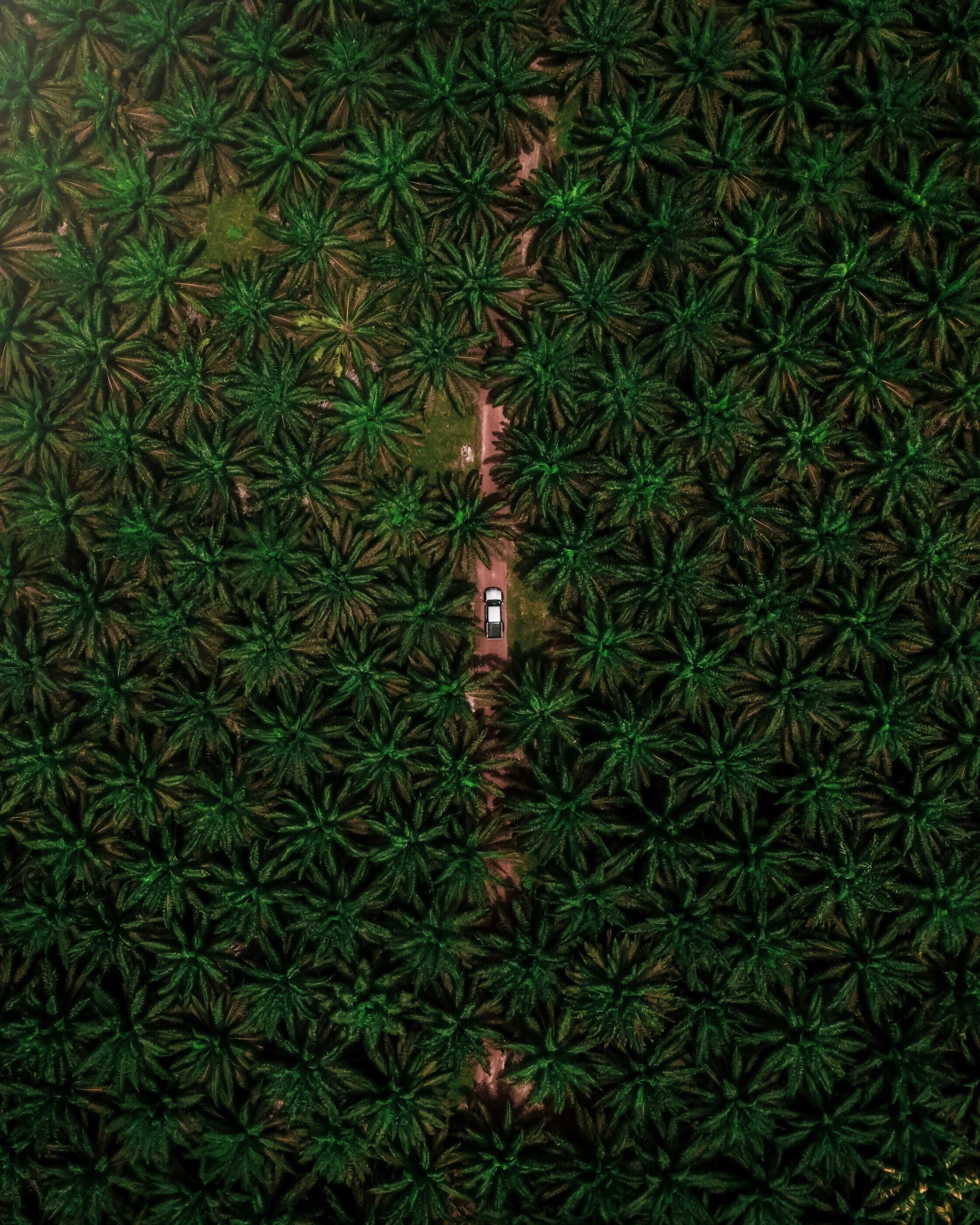 Aerial view of a narrow dirt path through a dense plantation of tall green palm trees, with a single white vehicle on the path.