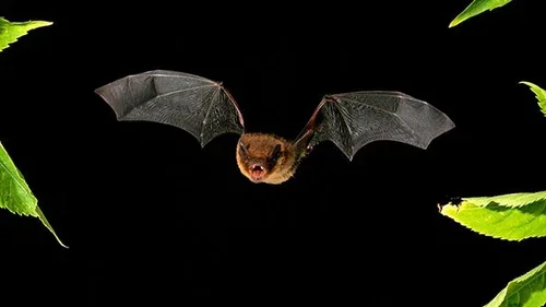 After dark bat walk and survey at Abney Park