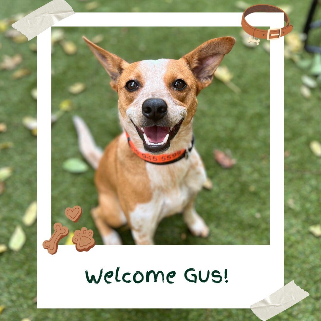 Help us welcome 5 of our newest board and train students!
First up is Gus! 
He is a ACD/Jack Russell mix.
Gus is here to work on:
 🐾 Basic obedience 
 🐾 Reactivity

Second is Wrigley!
He is a Toy Australian Shepard
Wrigley is here to work on:
 🐾 B