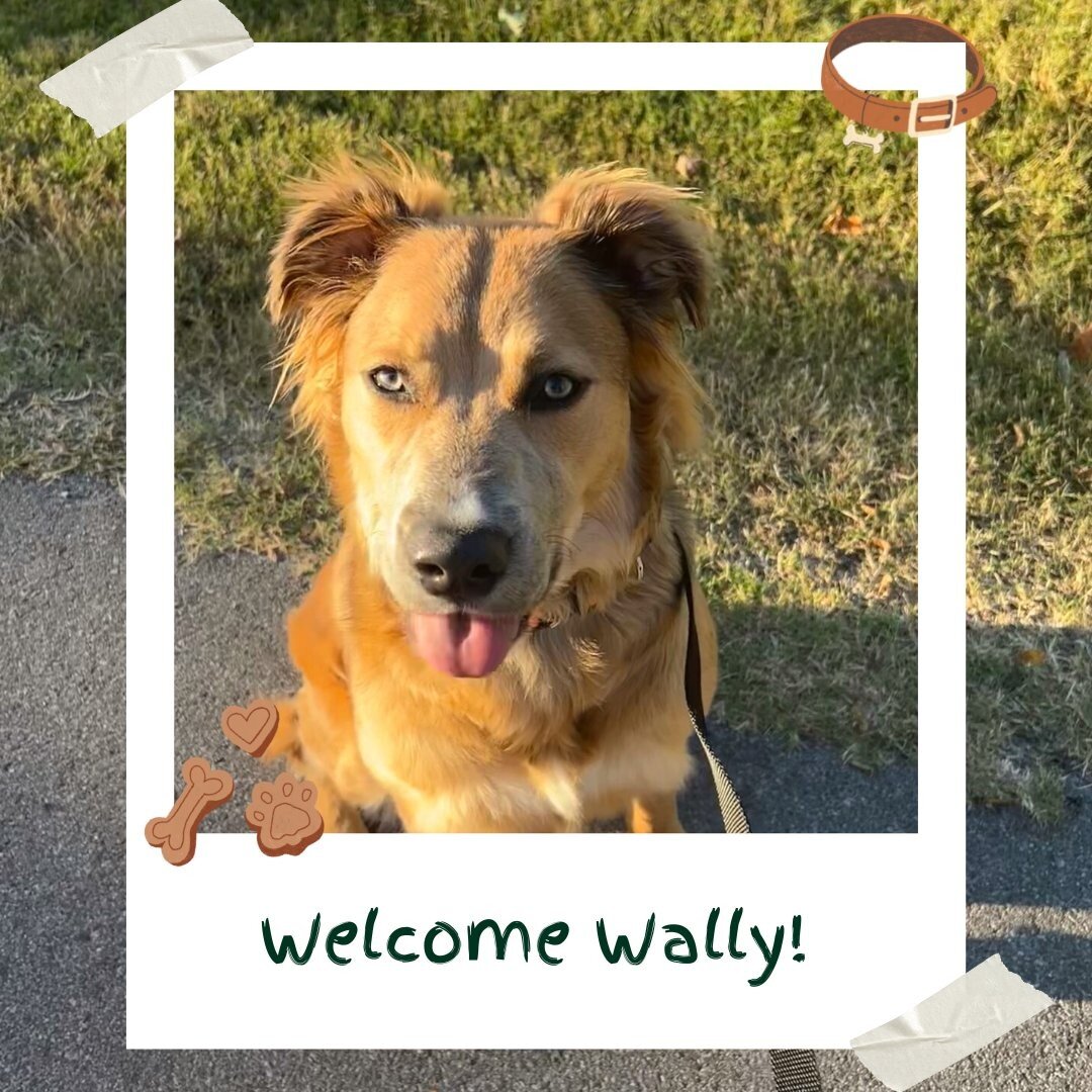 Help us welcome 3 of our newest board and train students!
First up is Wally! 
He is a Shepard Mix.
Wally is here to work on:
 🐾 Recalls 
 🐾 Resource Guarding

Second in our lineup is Phoebe!
She is a French Bulldog.
Phoebe is here to work on:
 🐾 B