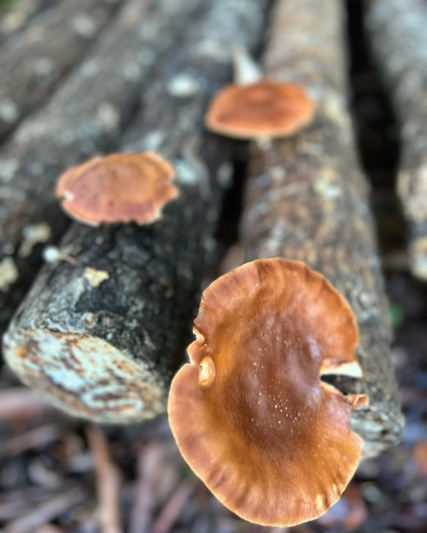 The Shiitakes are popping! 

Every week, little by little. Chef Joe Fun Guy recommends some garlic and oil, saut&eacute;ed. On the open fire! Insanely good. 

#openfire #mushrooms #shiitakemushrooms #mushroomgarden #delicious #northgeorgiamountains @