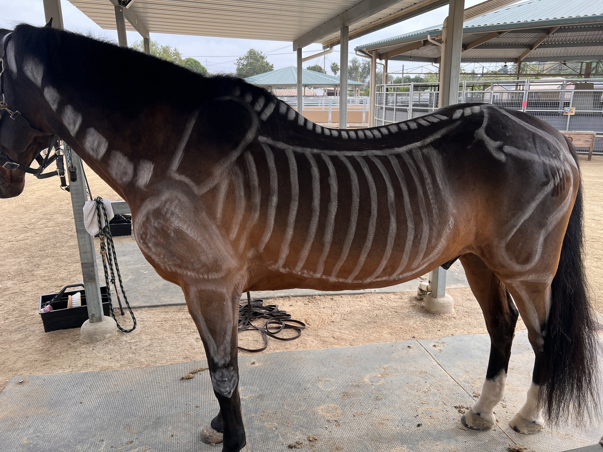 Equestrian Courses Learning
