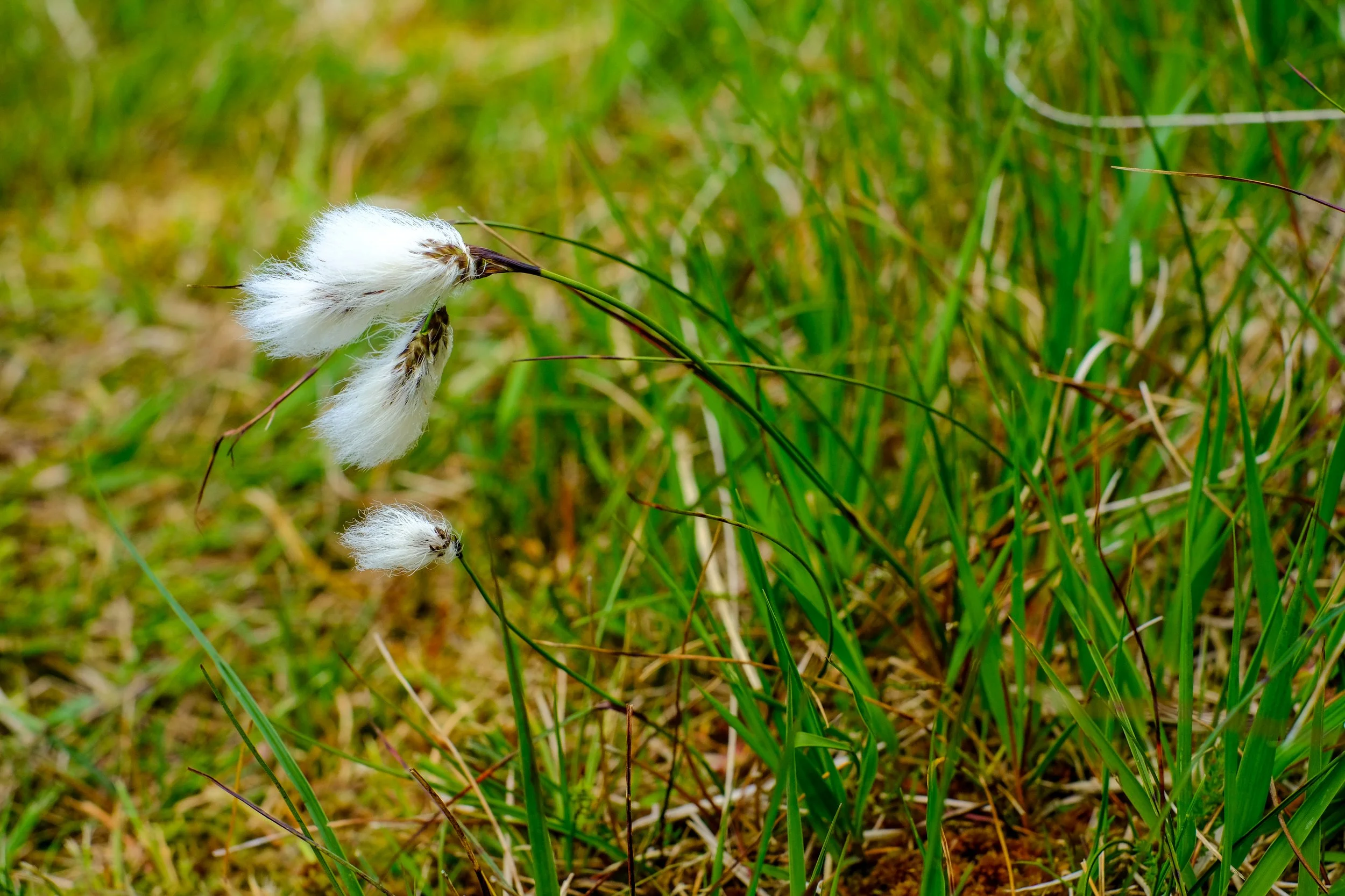 Bog cotton
