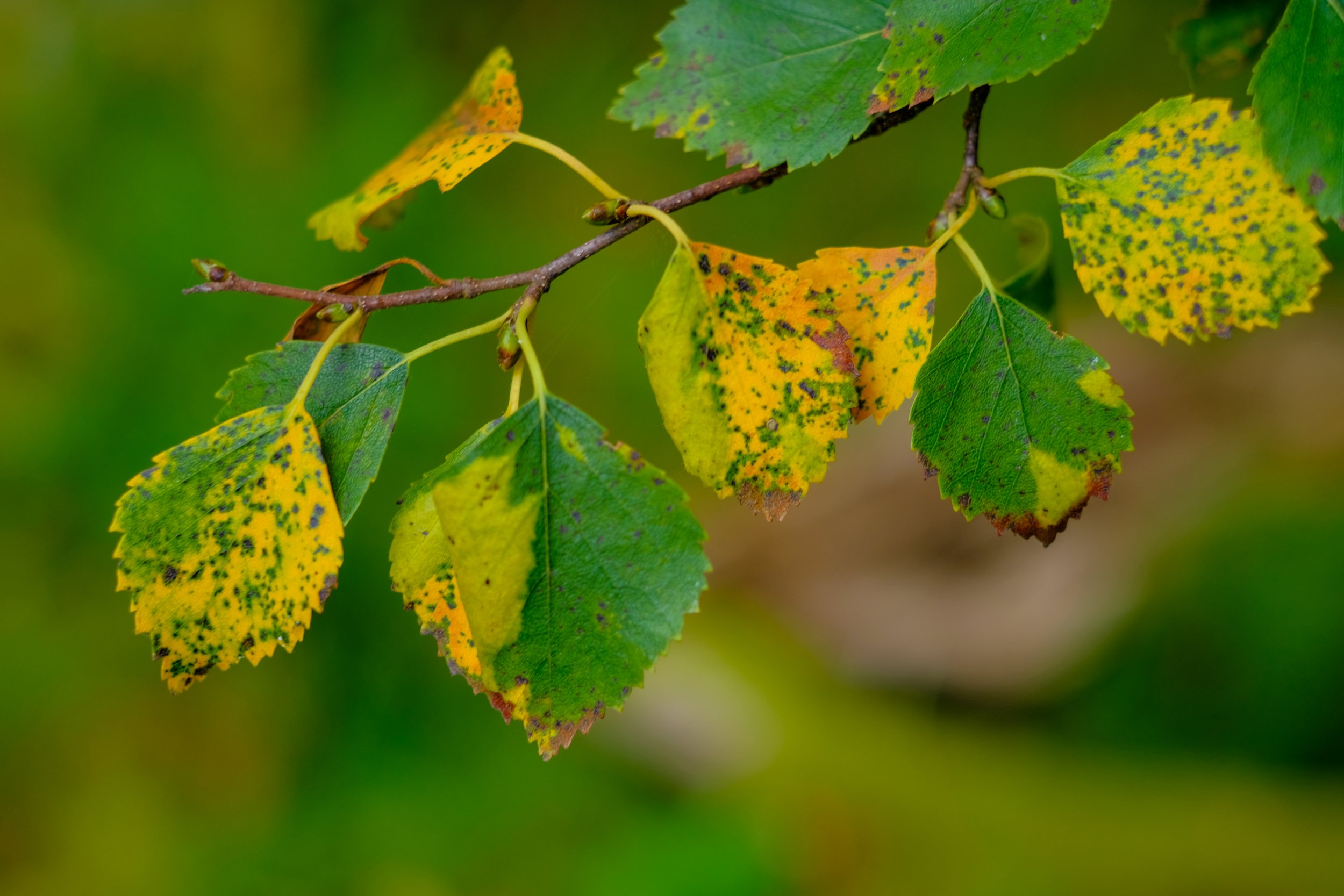 0b_Downy birch leaves changing colour in autumn. Photo credit Calum Sweeney.jpg