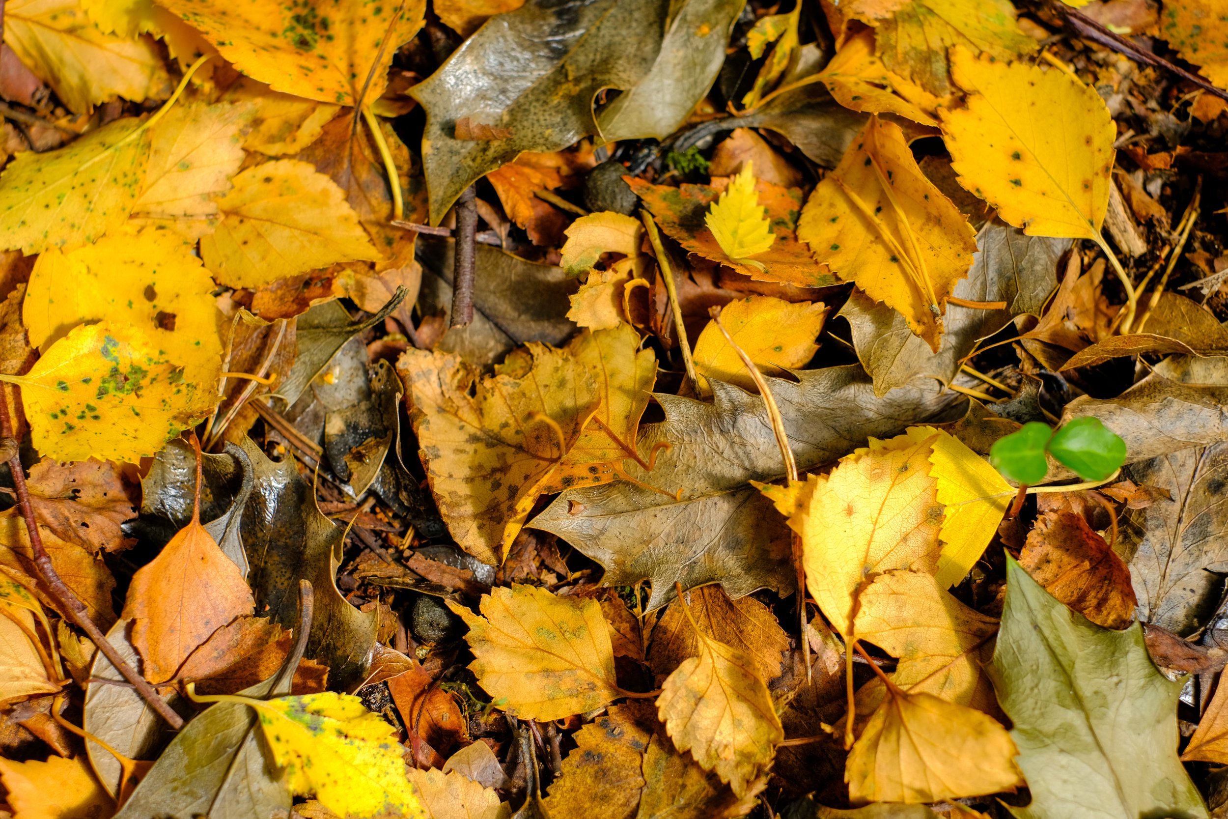 0c_Crisp fallen birch, holly and willow leaves. Photo credit Calum Sweeney.jpg