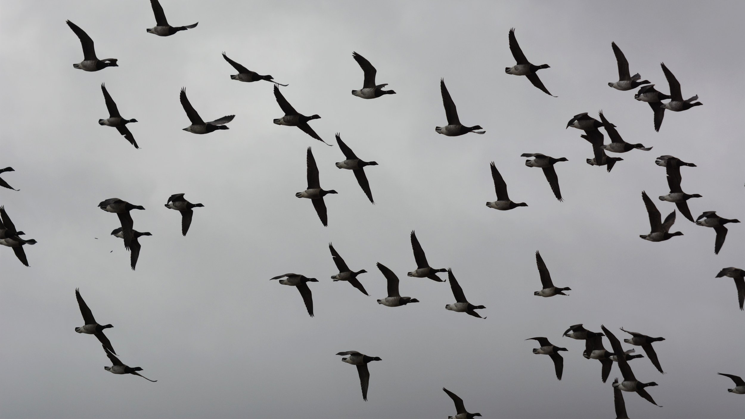 2b_Flock of Brent Geese. Photo credit Linda Lyne.JPG