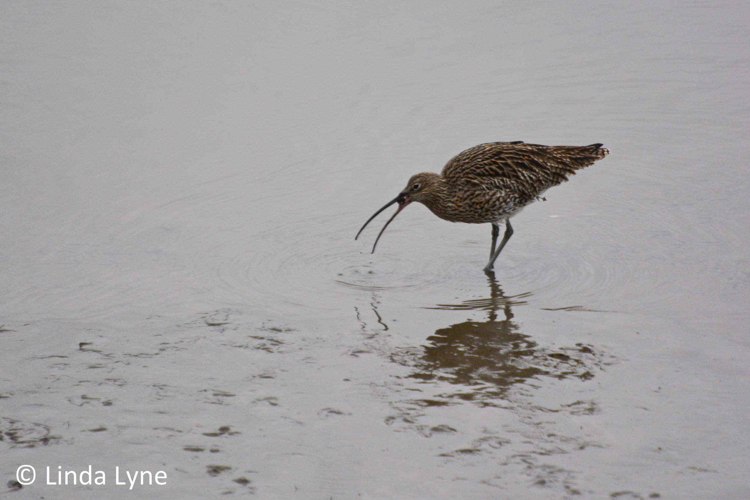 2a_Curlew with food in bill. Photo credit Linda Lyne.jpg