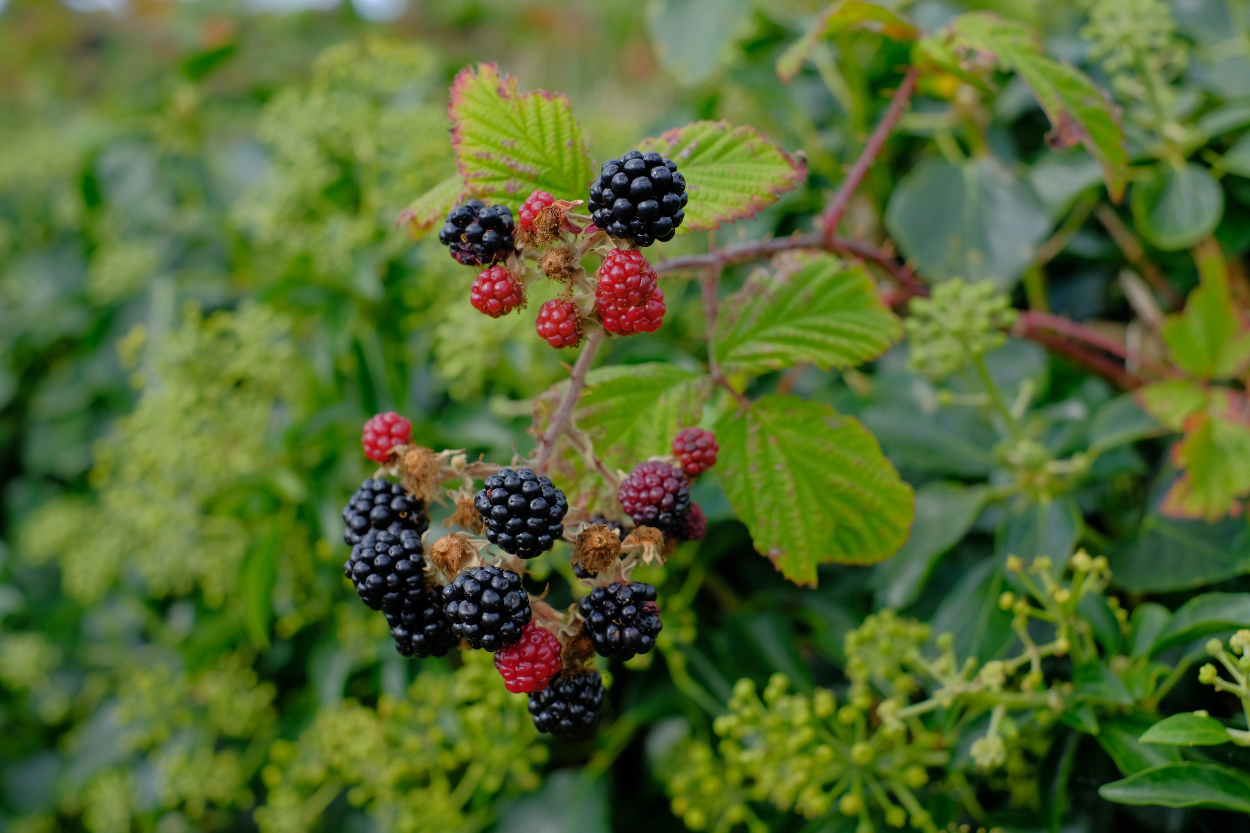 10a_The hedgerows are full of blackberries in early autumn. Photo credit Calum Sweeney.JPG