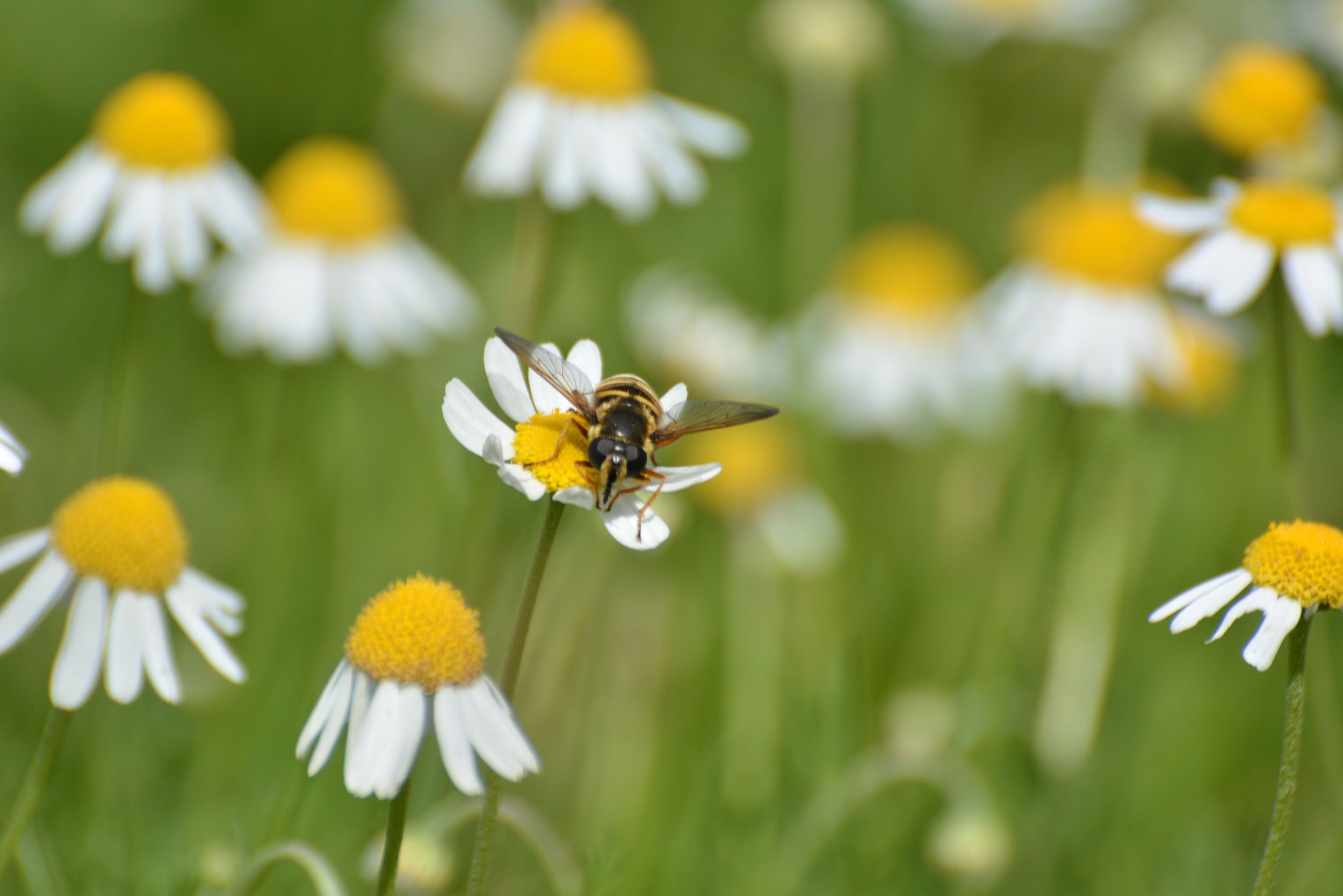 Hoverfly on Mayweed