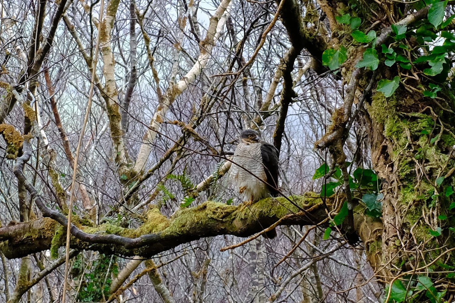 Sparrowhawk in Carhan Wood