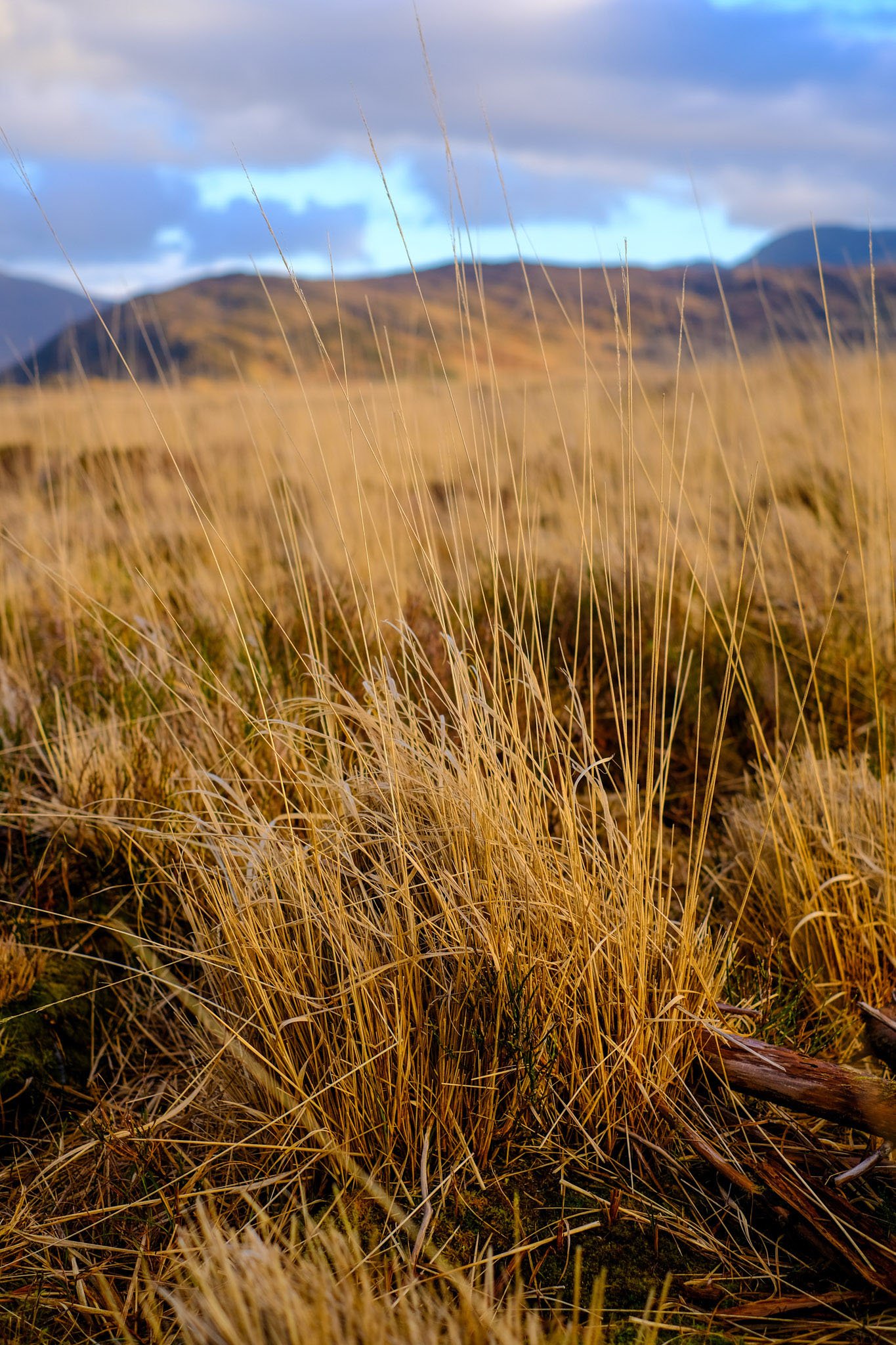 Purple Moor-grass in Winter