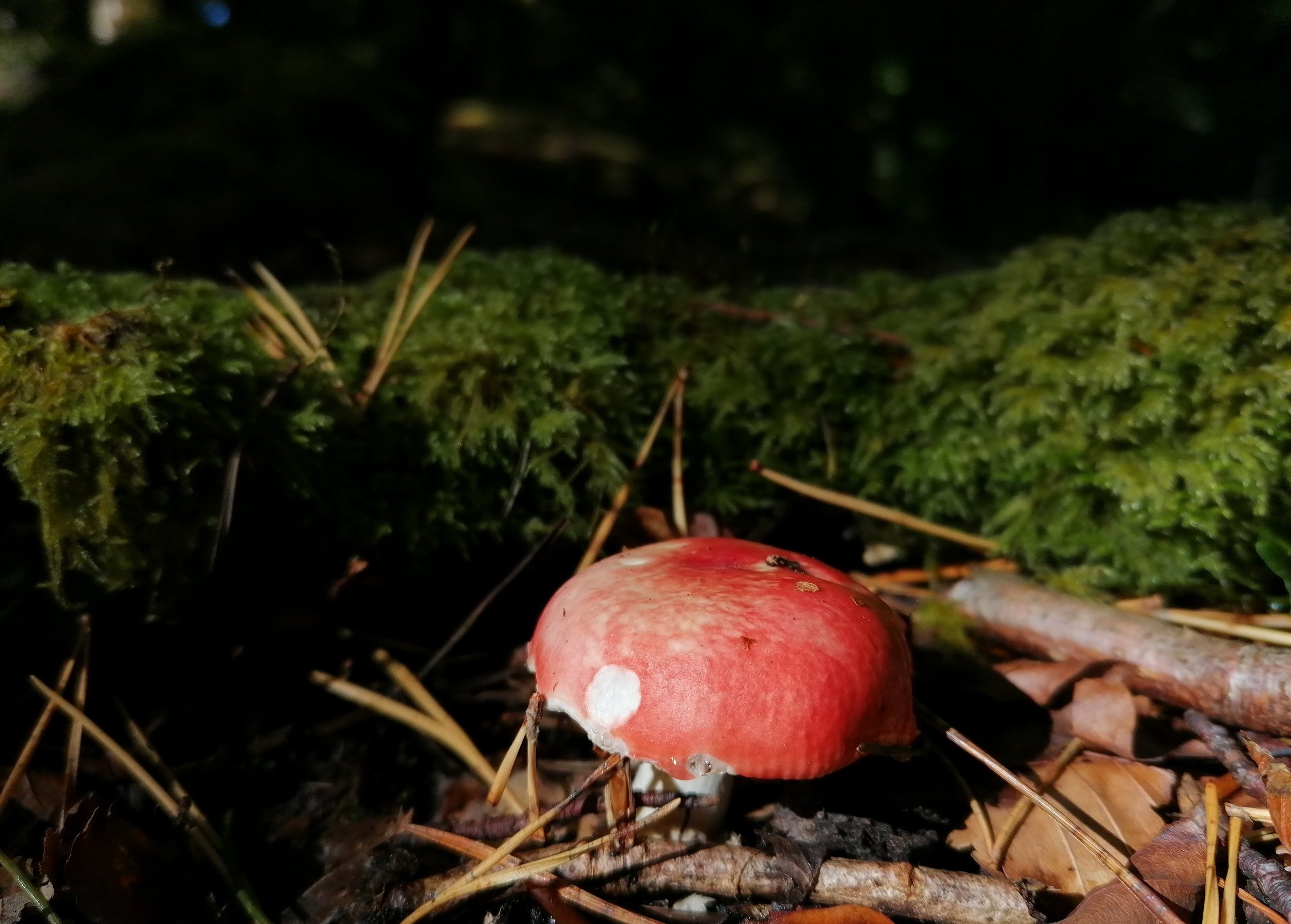 The Fly Agaric toadstool is not just in fairytales.