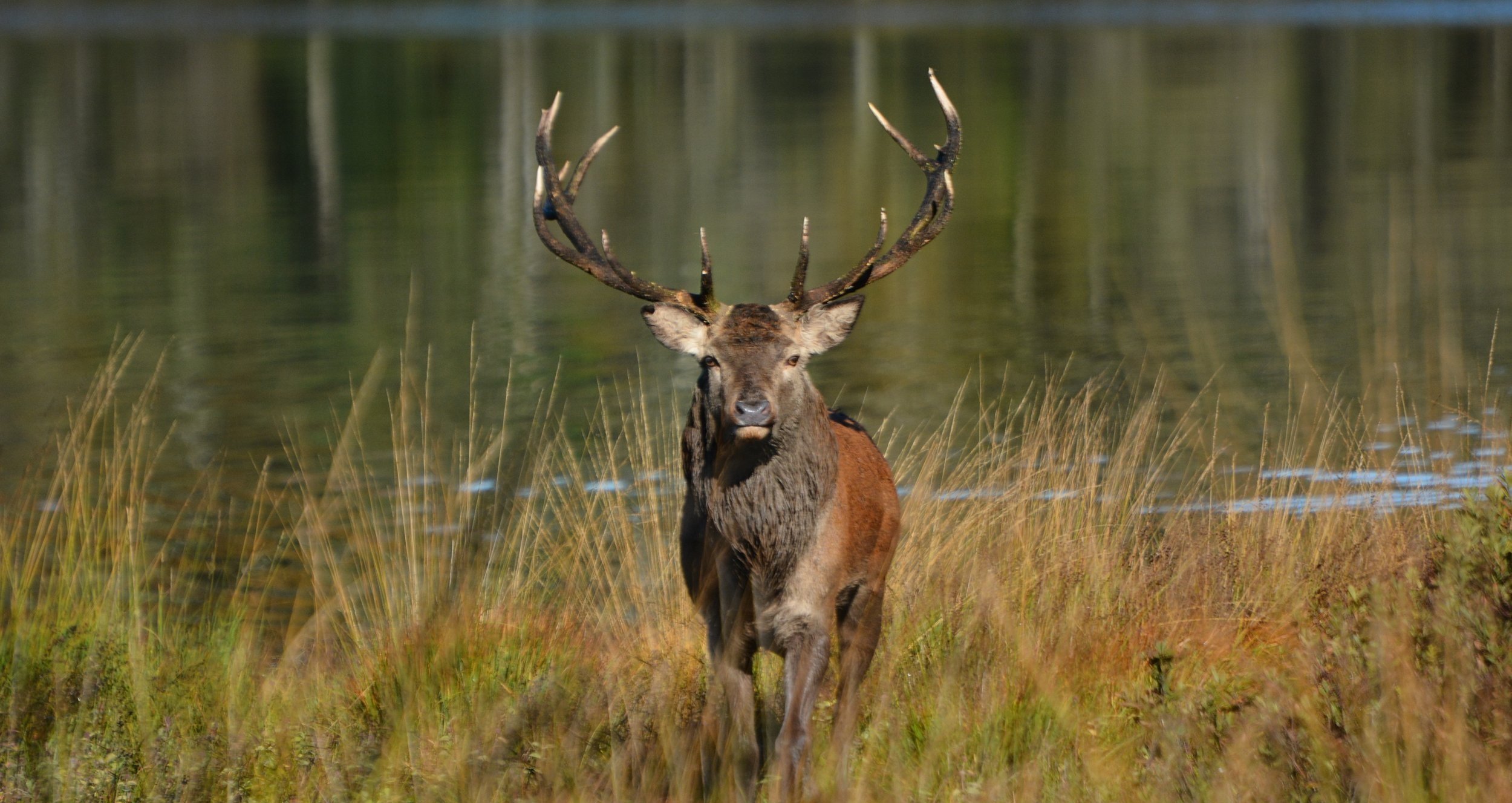  A magnificent Red Deer stag in full rut grandeur. 