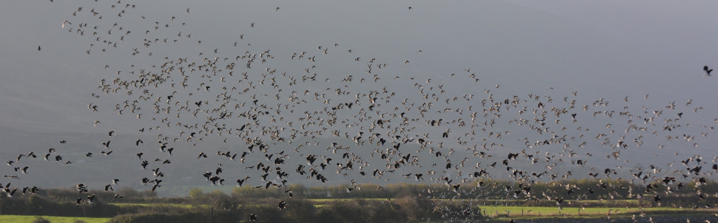 An influx of wading birds each autumn make for spectacular scenes at a number of sites on Iveragh.