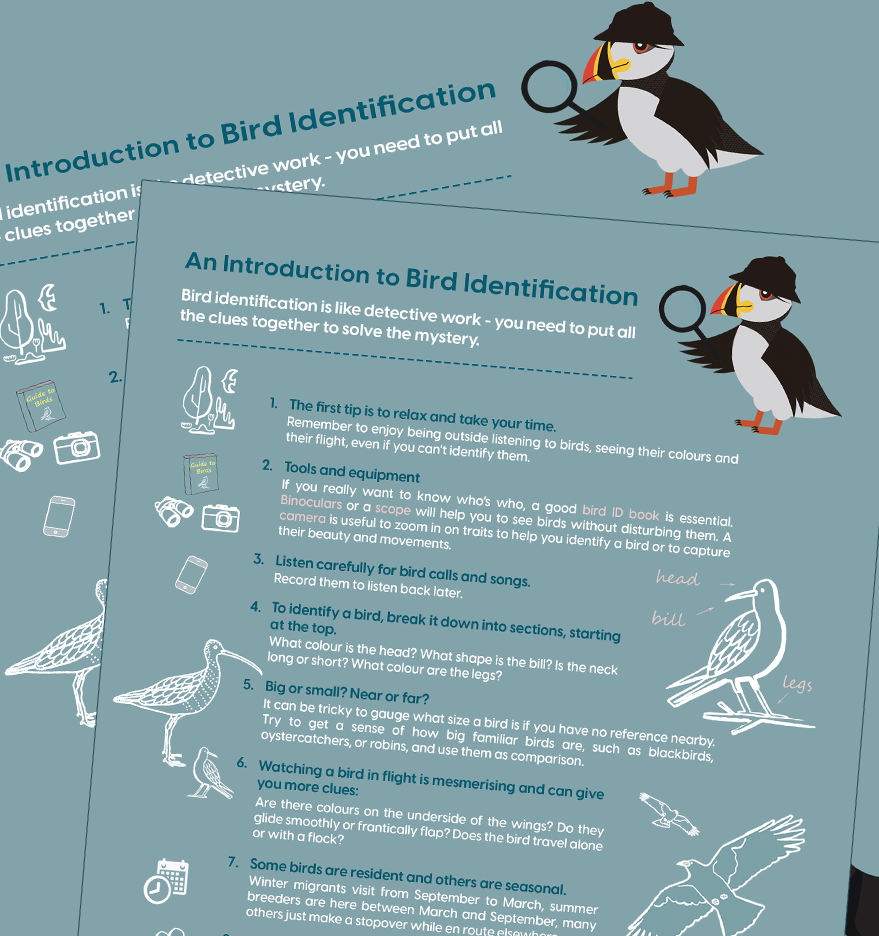 image of guide to identifying birds - text and illustrations