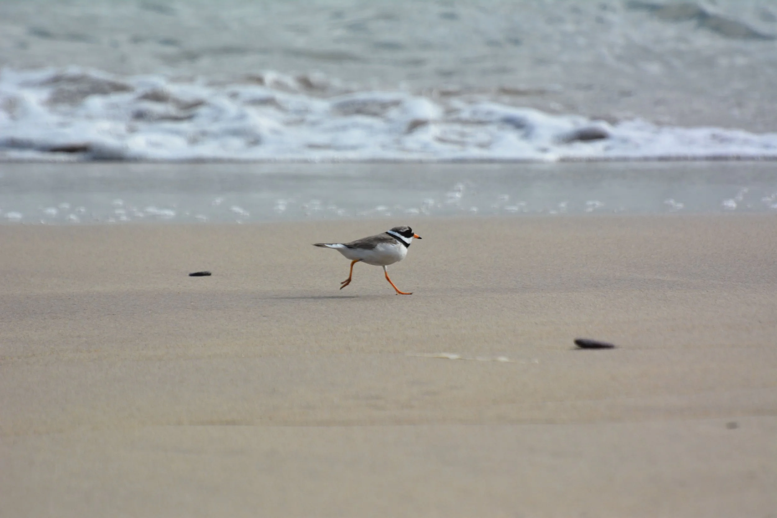 Ringed plover running