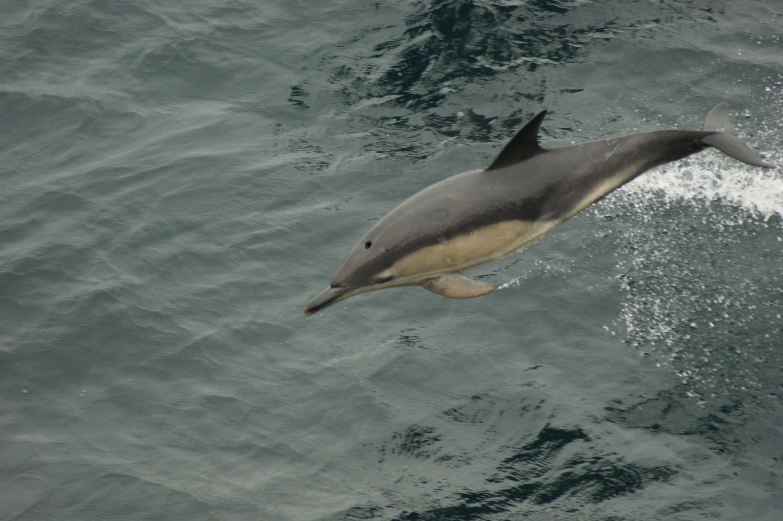 Common dolphin