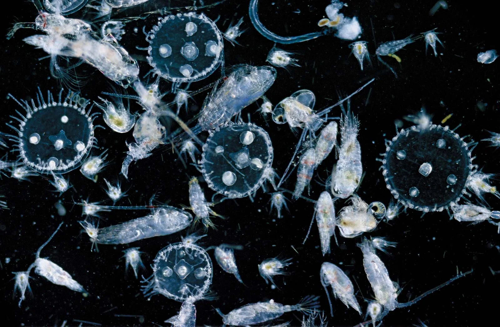 Decoding the Science of Plankton — Discover Iveragh
