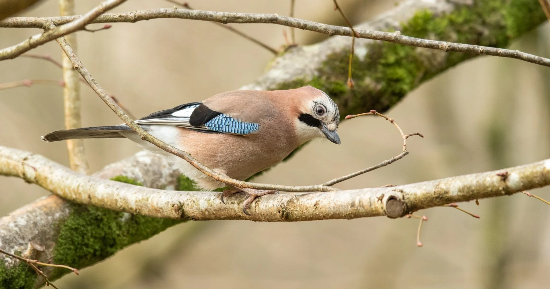 Magpie Language Magpie & Jay — Discover Iveragh