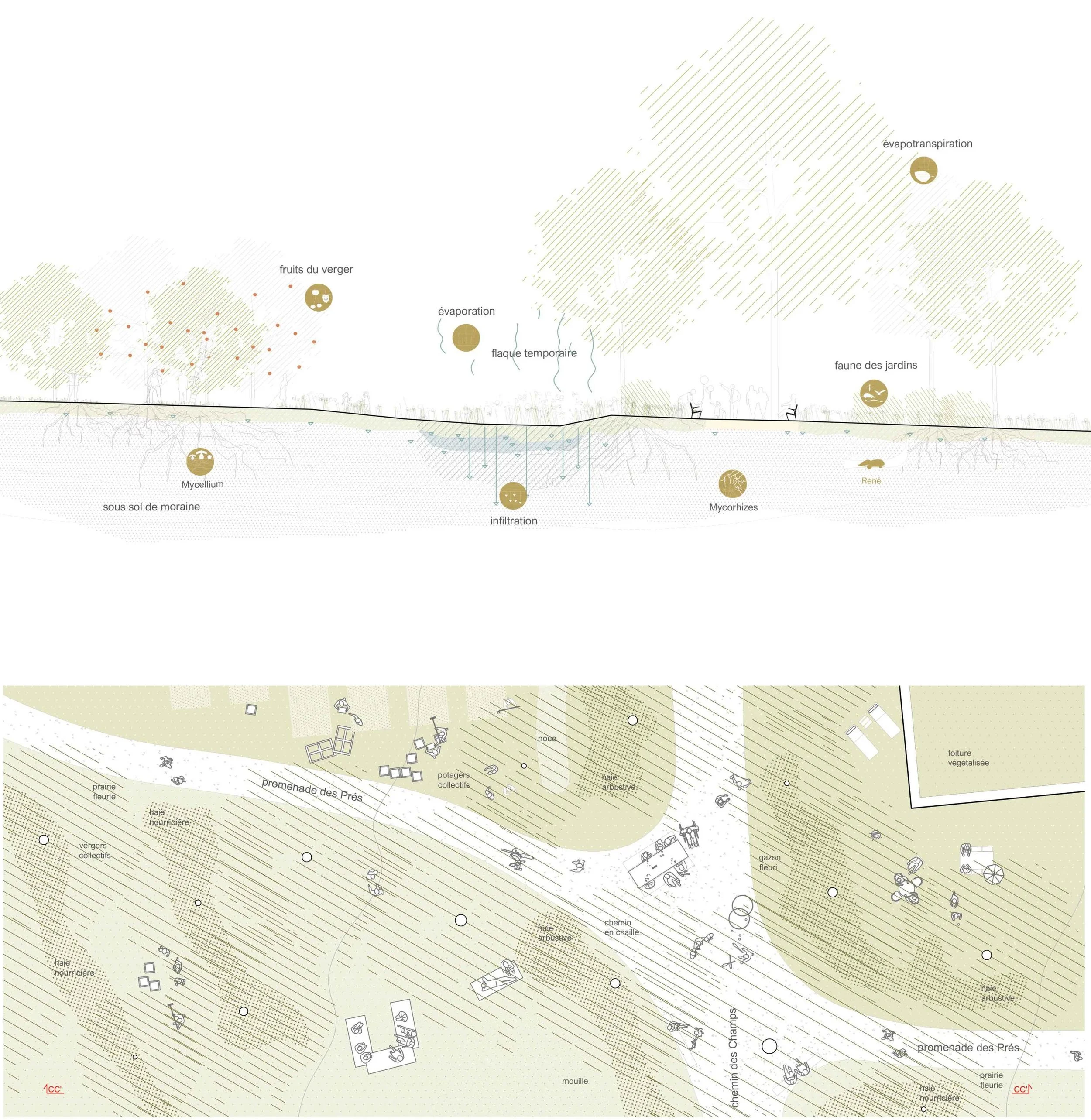 coupe et plan _SITE INTERNET.jpg