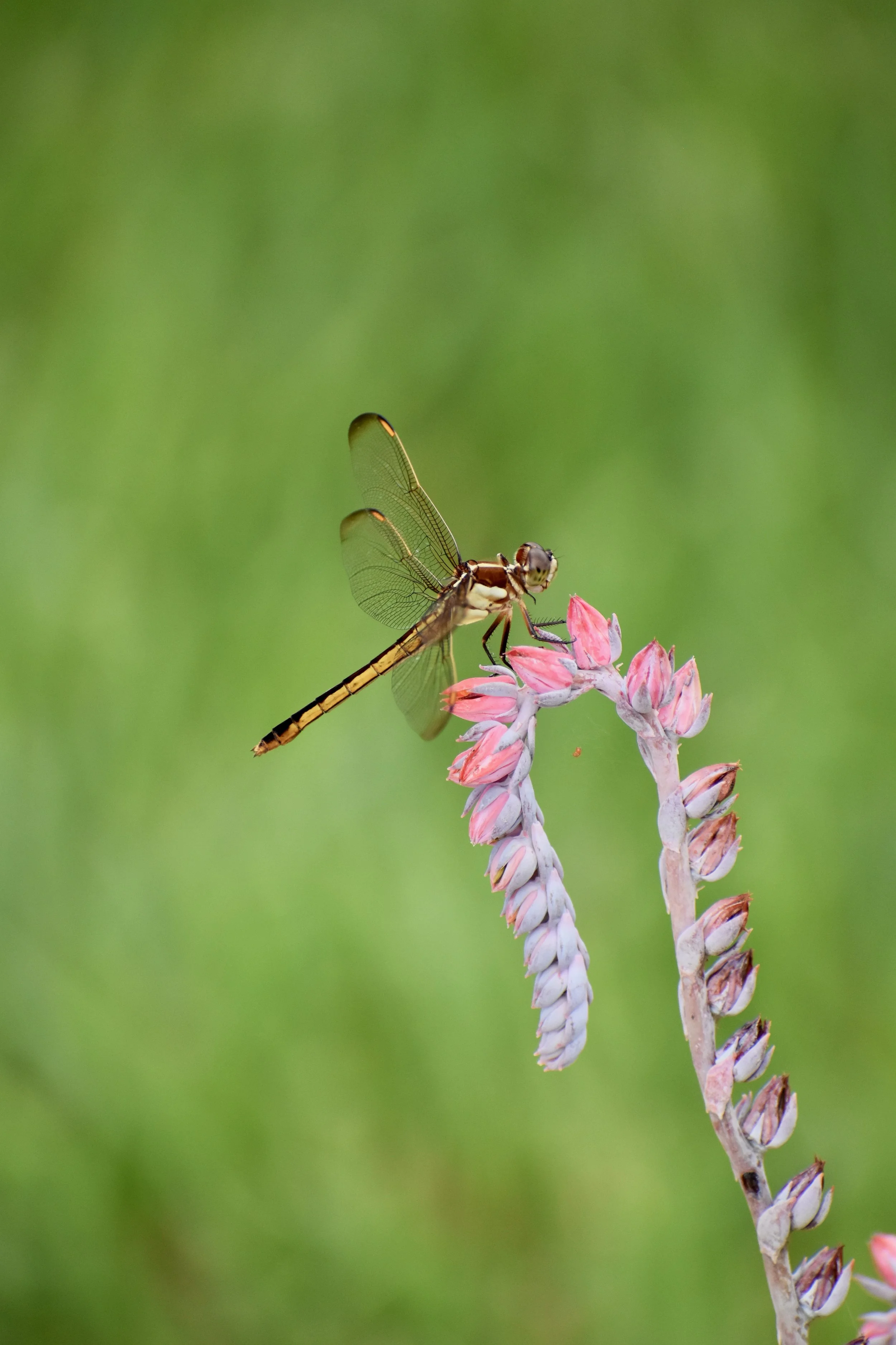 dragonfly and flower.jpg