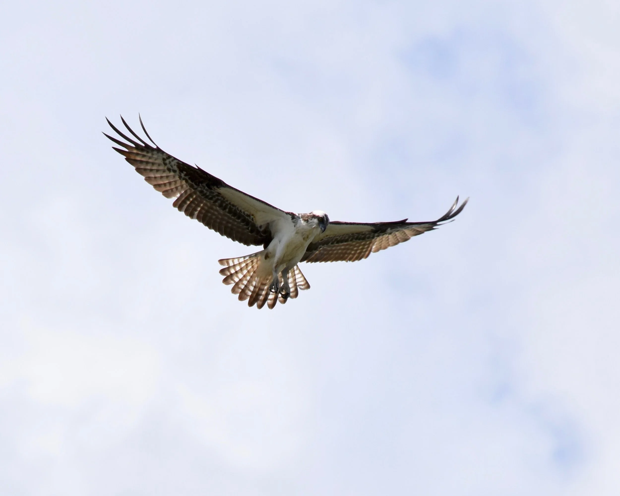 hawk AAA in flight.jpg
