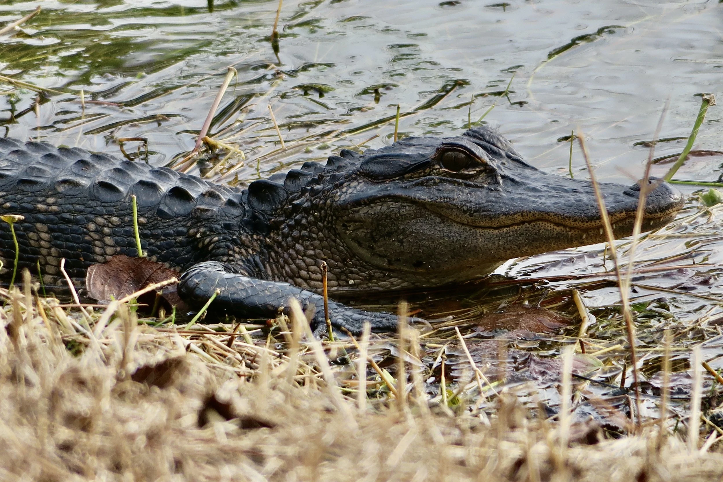gator close up 1.1.23.JPG