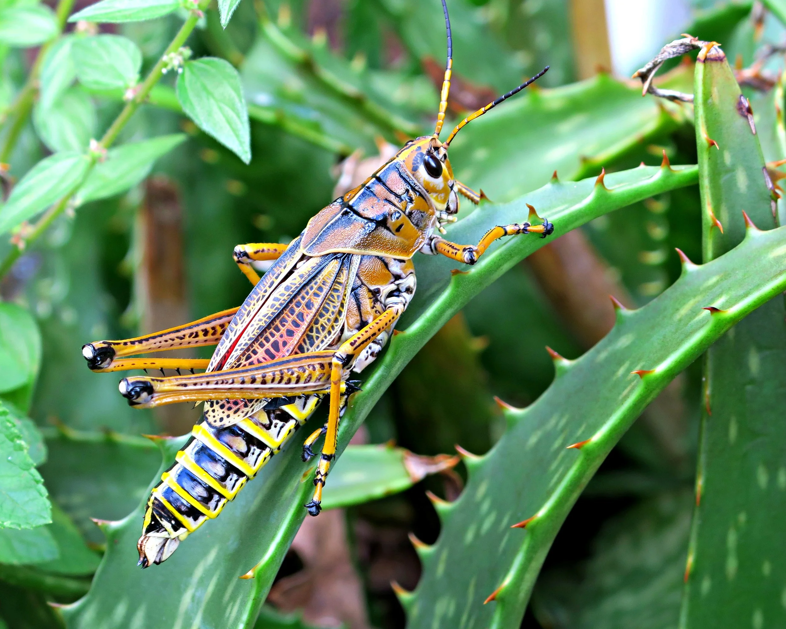 grasshopper edit copy.jpg