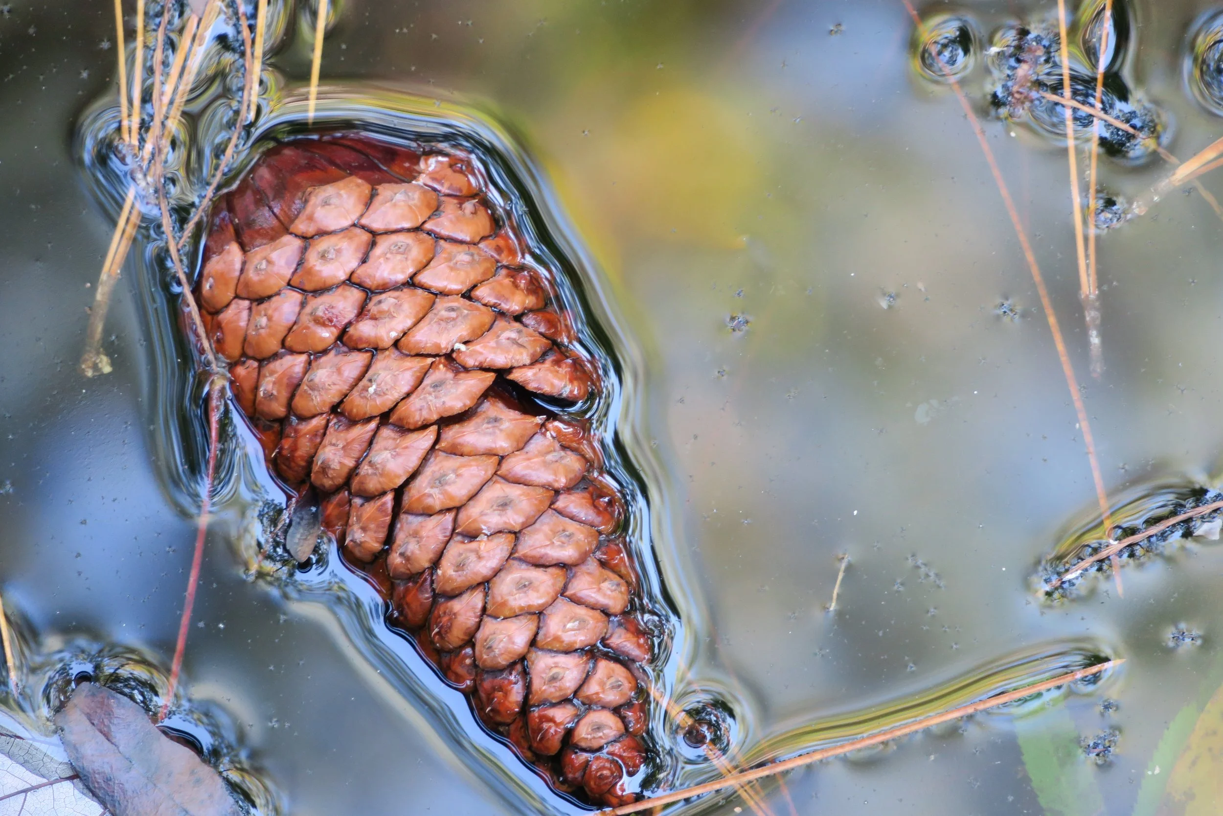 pine cone in water 3.jpg