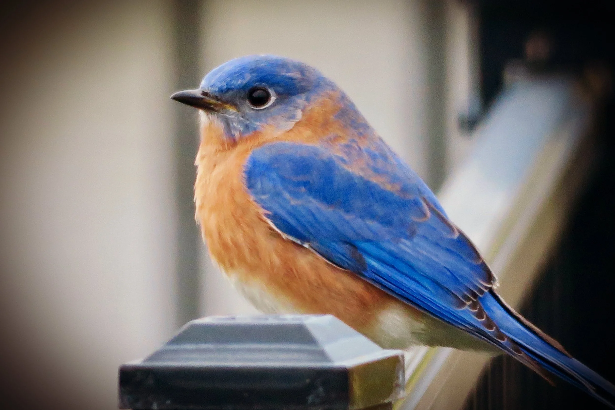 eastern bluebird.jpeg