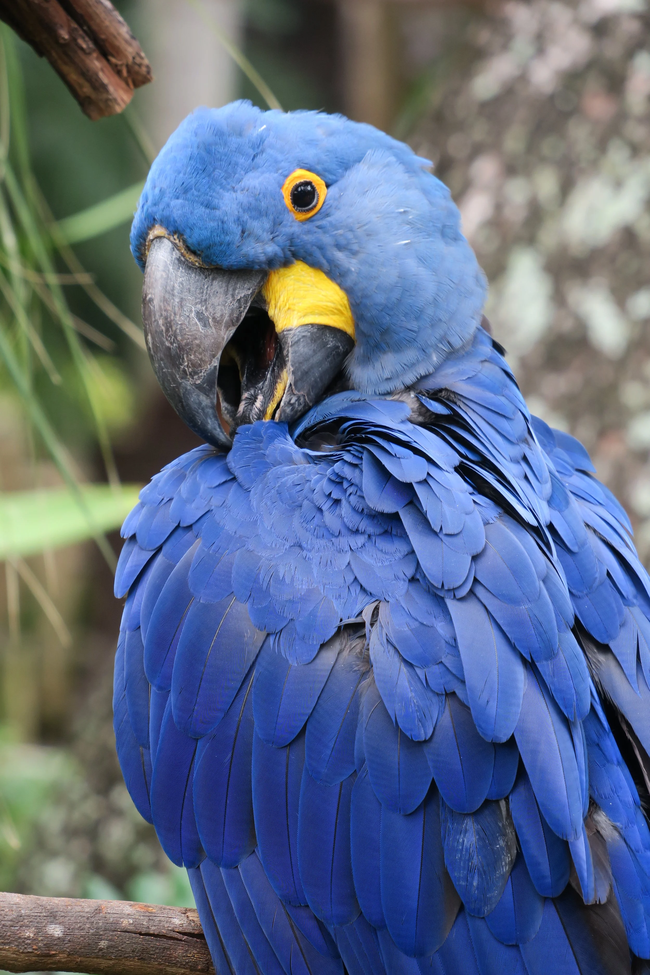 blue parrot 2.jpg