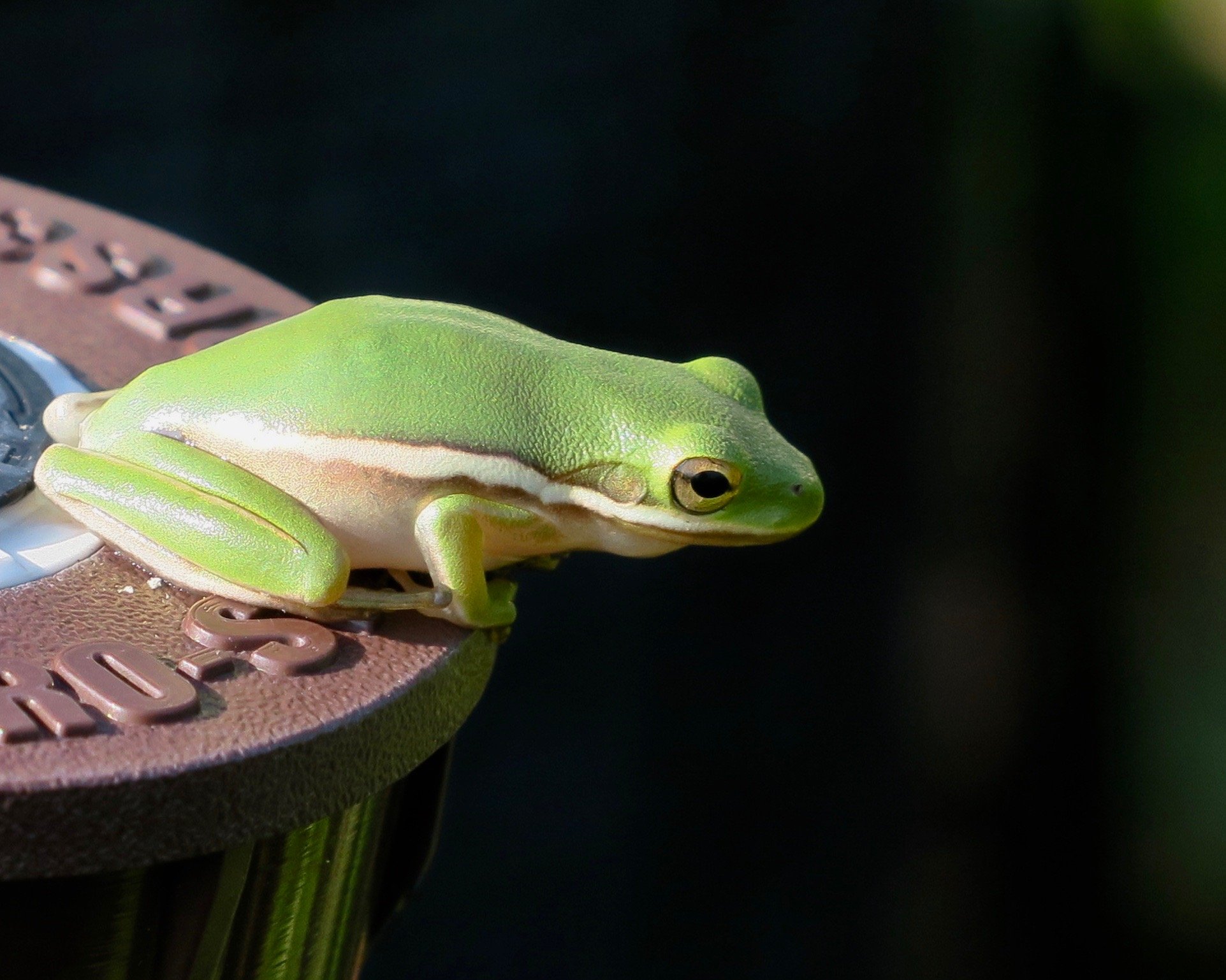 frog 8.jpg