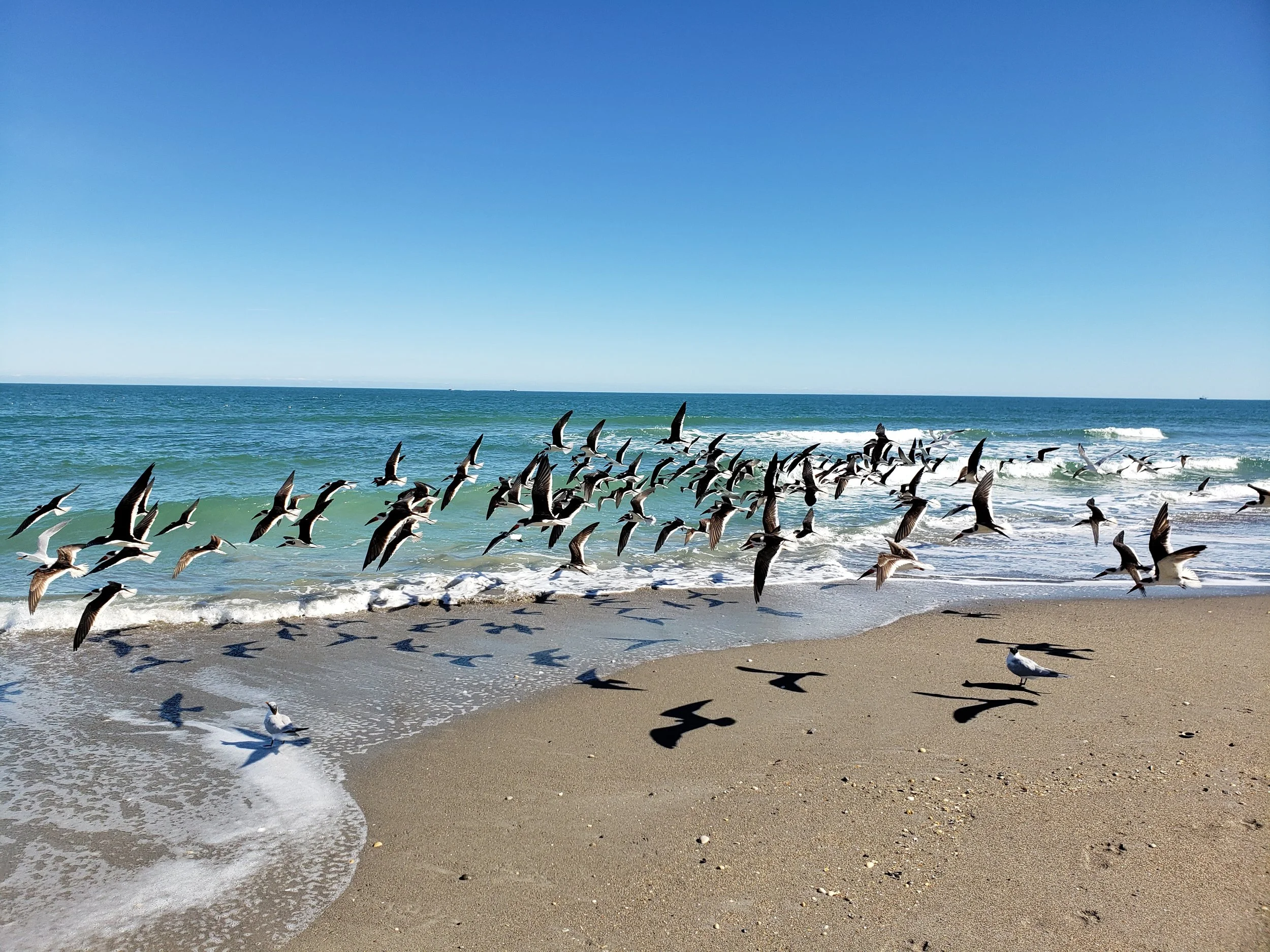 sea gulls cocoa beach.jpg