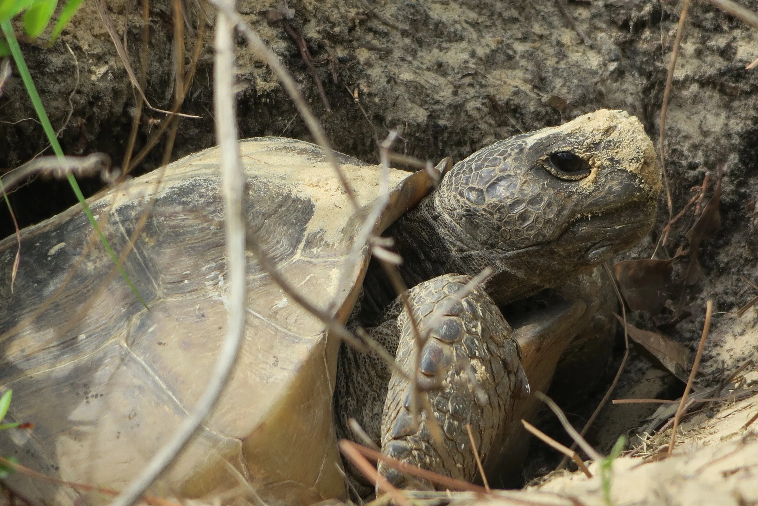 gopher tortoise close up.jpg